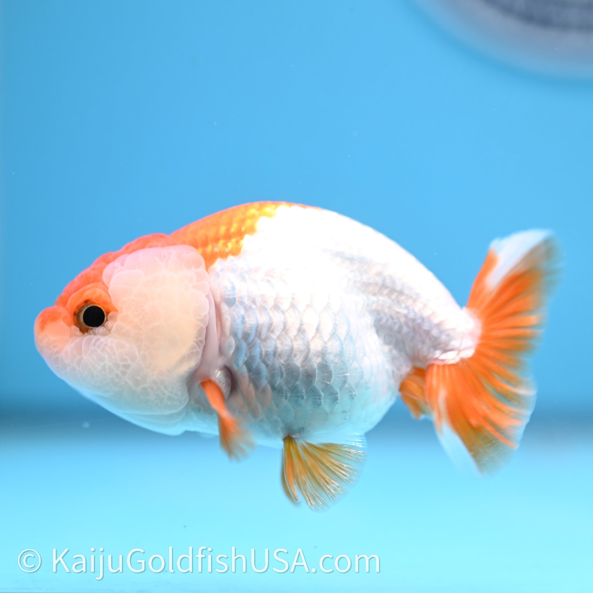 Baby Red White Lionchu 3.2in body (240726_RC03) - Kaiju Goldfish USA