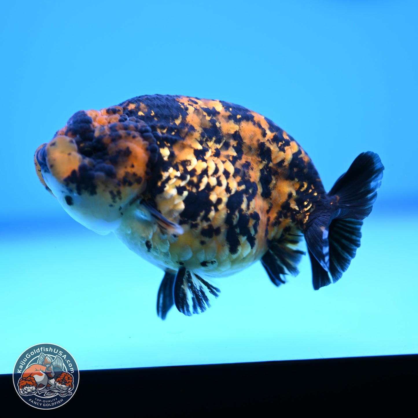 Yellow Tiger Ranchu 4.5 inches (241101_RC03) - Kaiju Goldfish USA