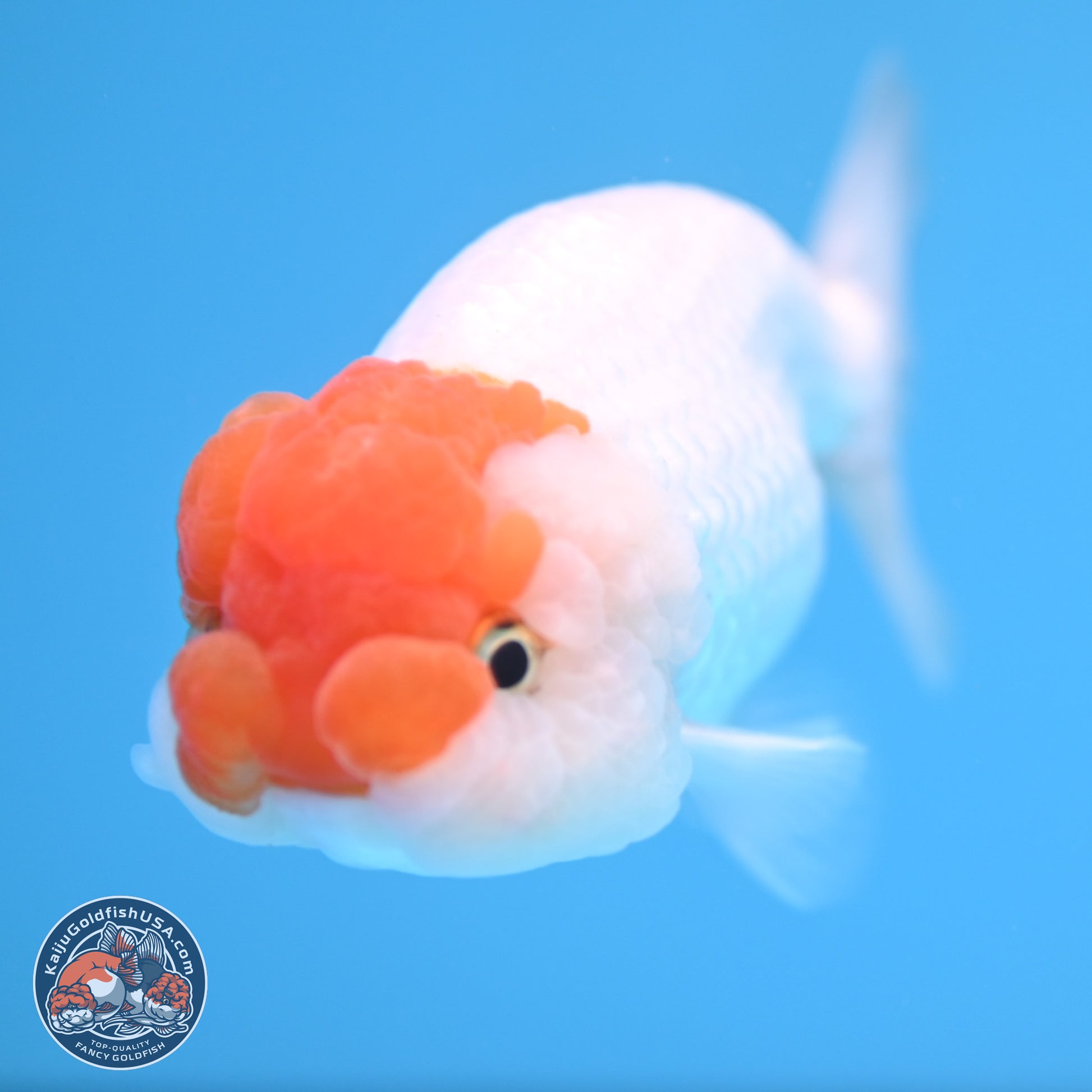 Red White Lionchu 3.75in body (240809_RC03) - Kaiju Goldfish USA