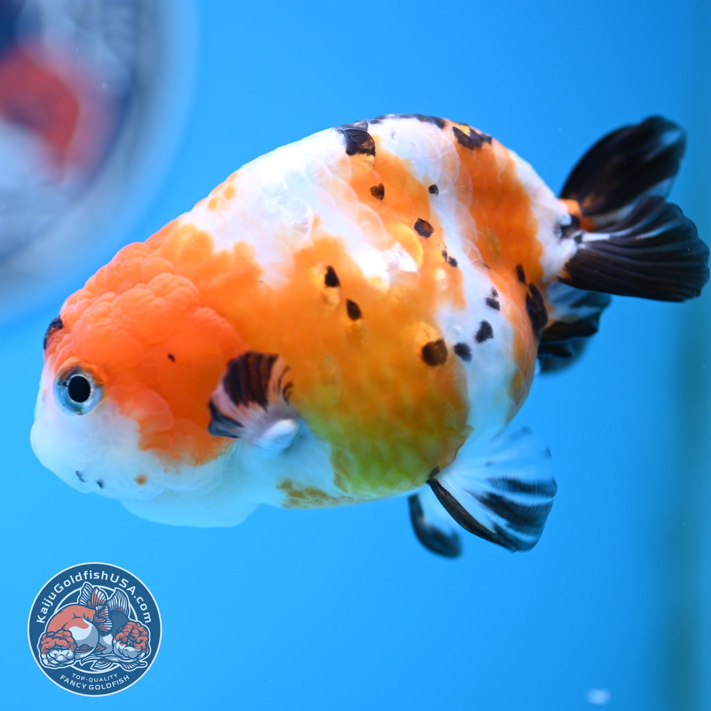 Cow Ranchu 4 inches Body - Female (250418_RC03)