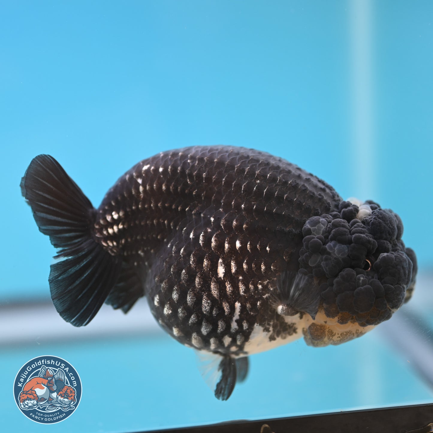 Black Platinum Ranchu 4.75 inches Body - Female (250131_RC03)