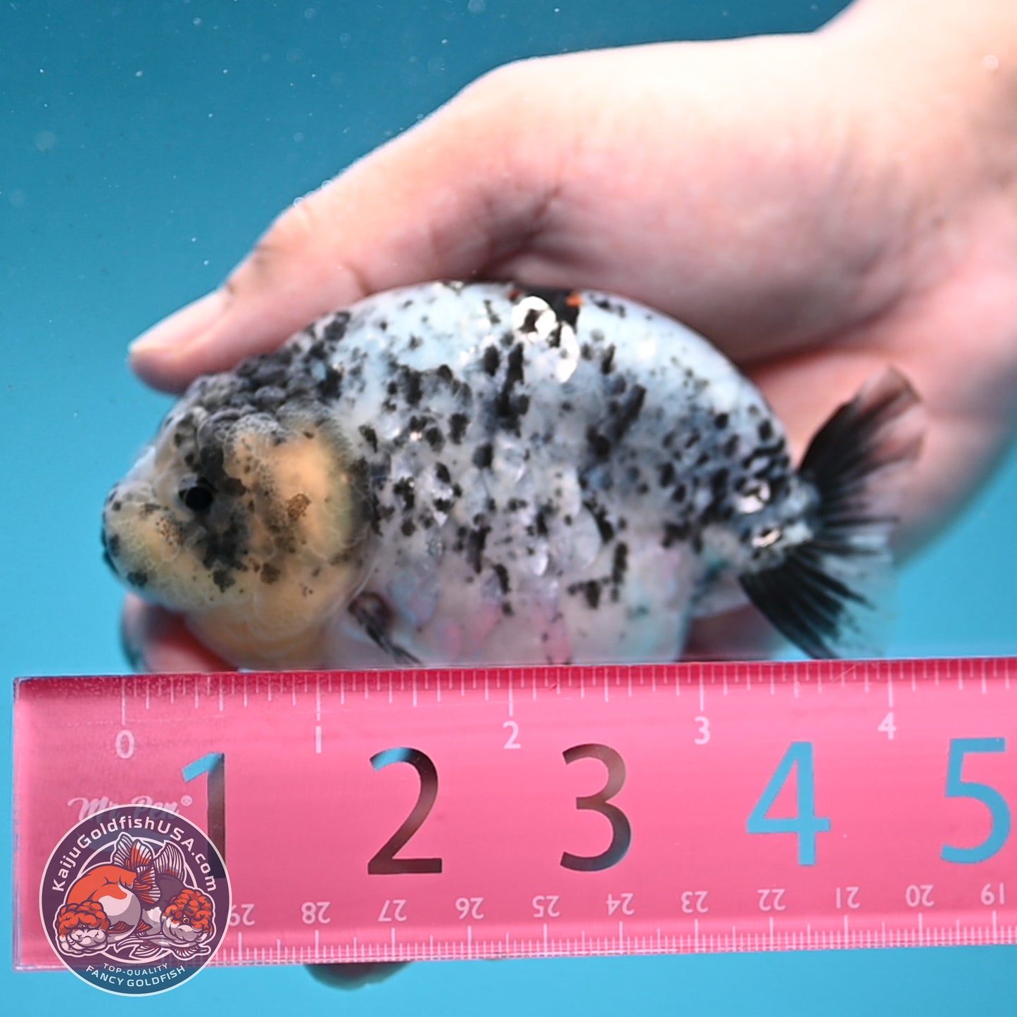 White Tiger Ranchu 3.75 inch Body (250926_RC03)