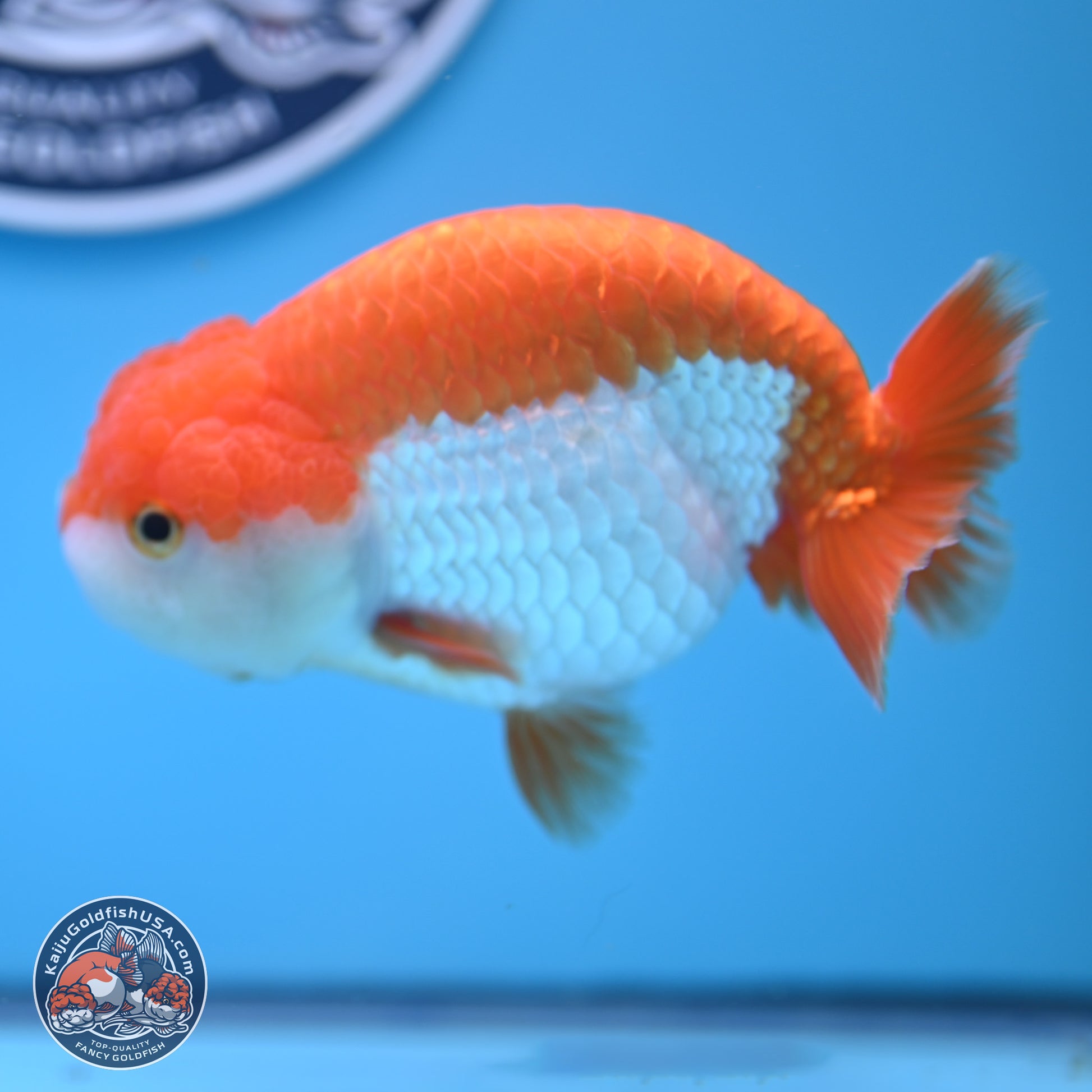 Shogun Red White Ranchu 4.5in Body (240802_RC03) - Kaiju Goldfish USA