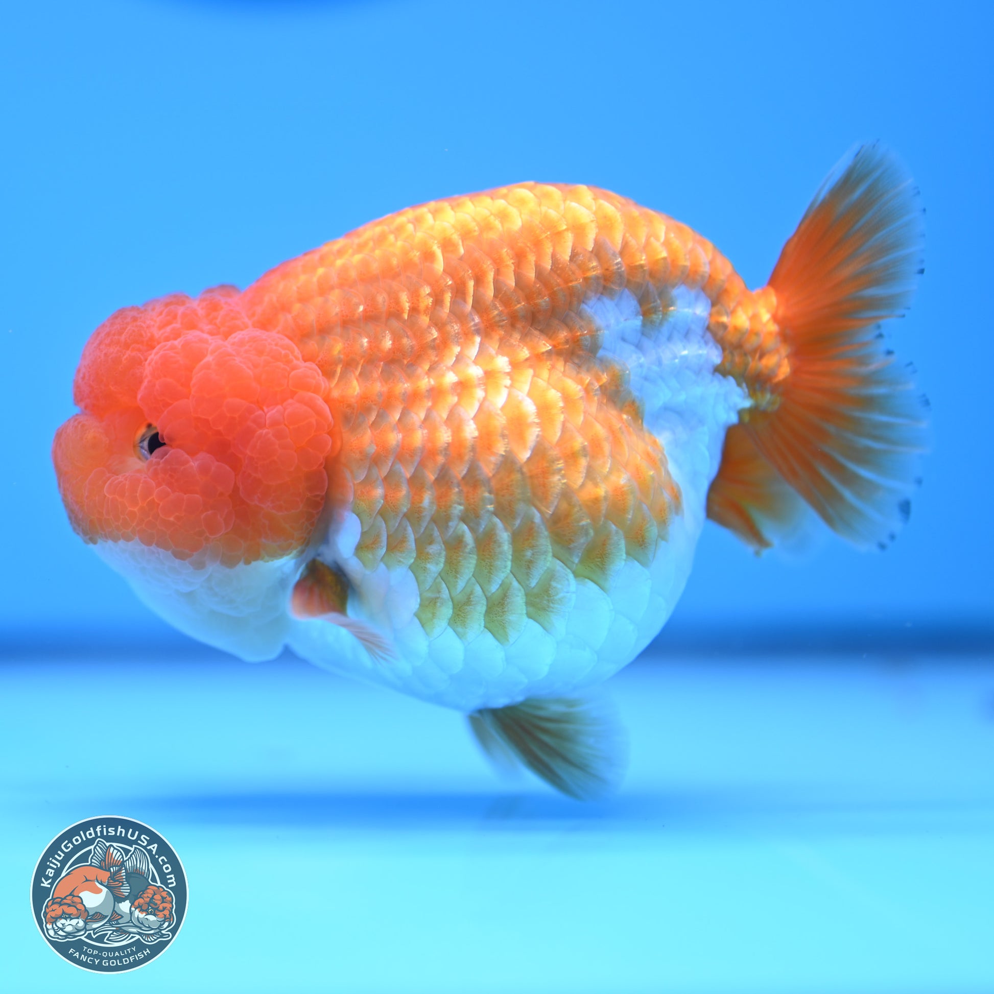 Red White Lionchu 4in Body (240823_RC03) - Kaiju Goldfish USA