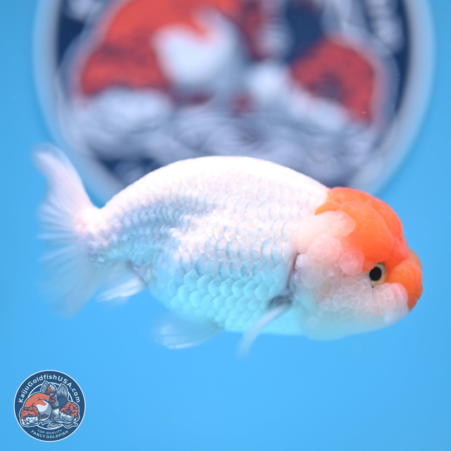 Red White Lionchu 3.75in body (240809_RC03) - Kaiju Goldfish USA