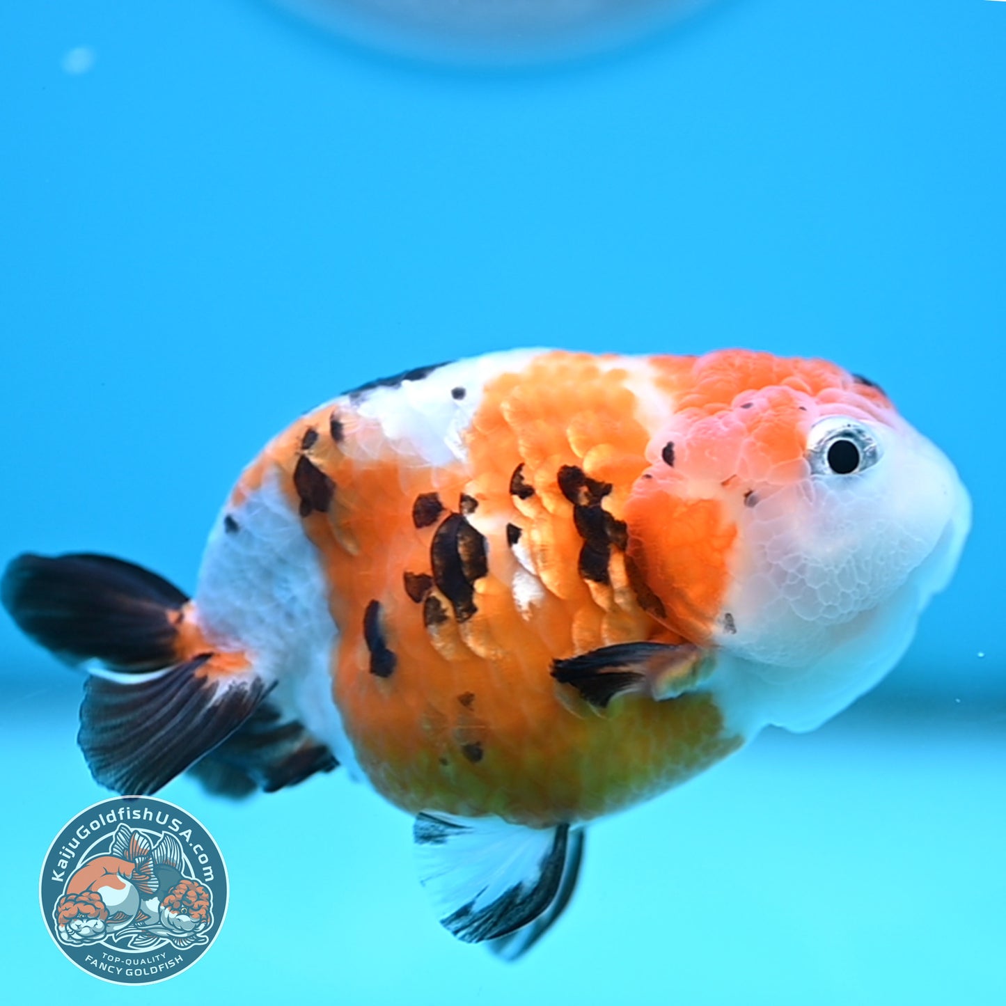 Cow Ranchu 4 inches Body - Female (250418_RC03)