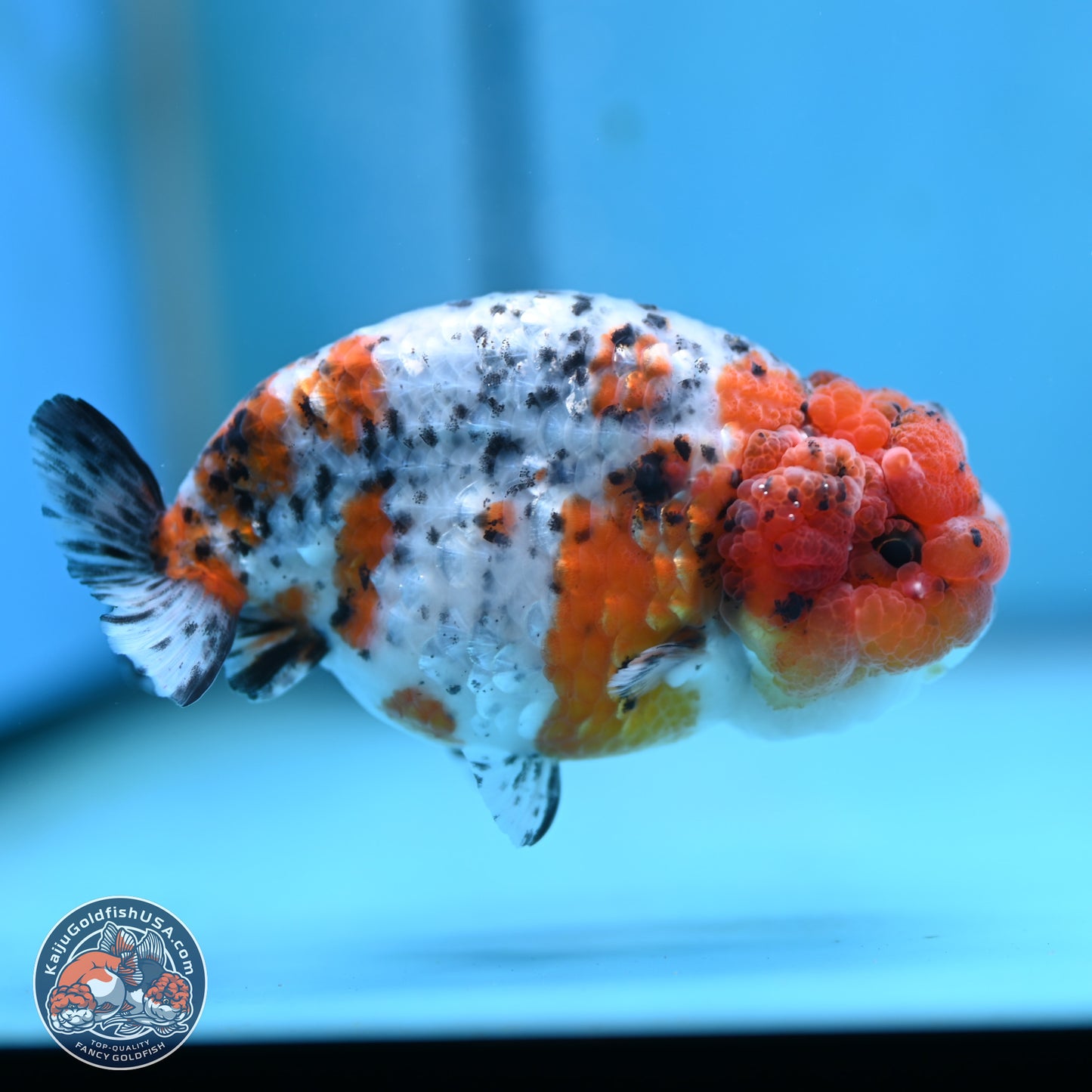 Tricolor Sakura Ranchu 3.75 inches Body - Female (250117_RC03) - Kaiju Goldfish USA