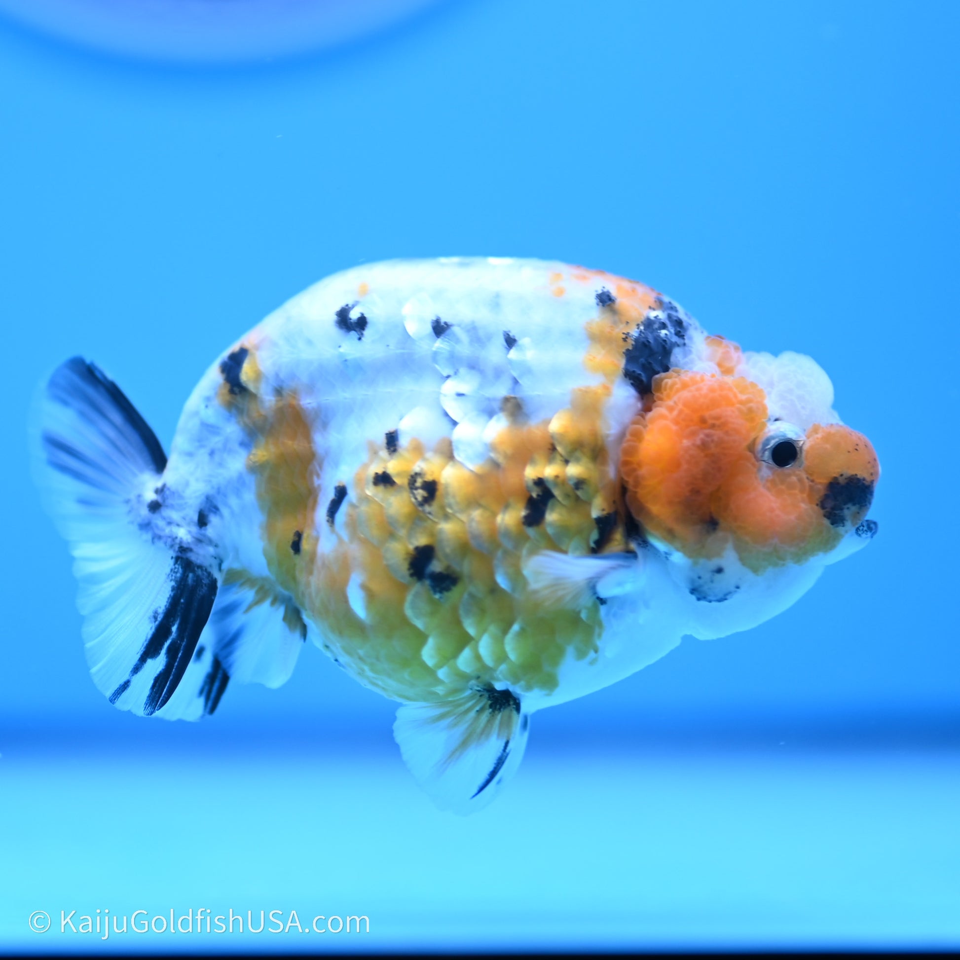 Calico Ranchu 3.5 in Body (240719_RC03) - Kaiju Goldfish USA