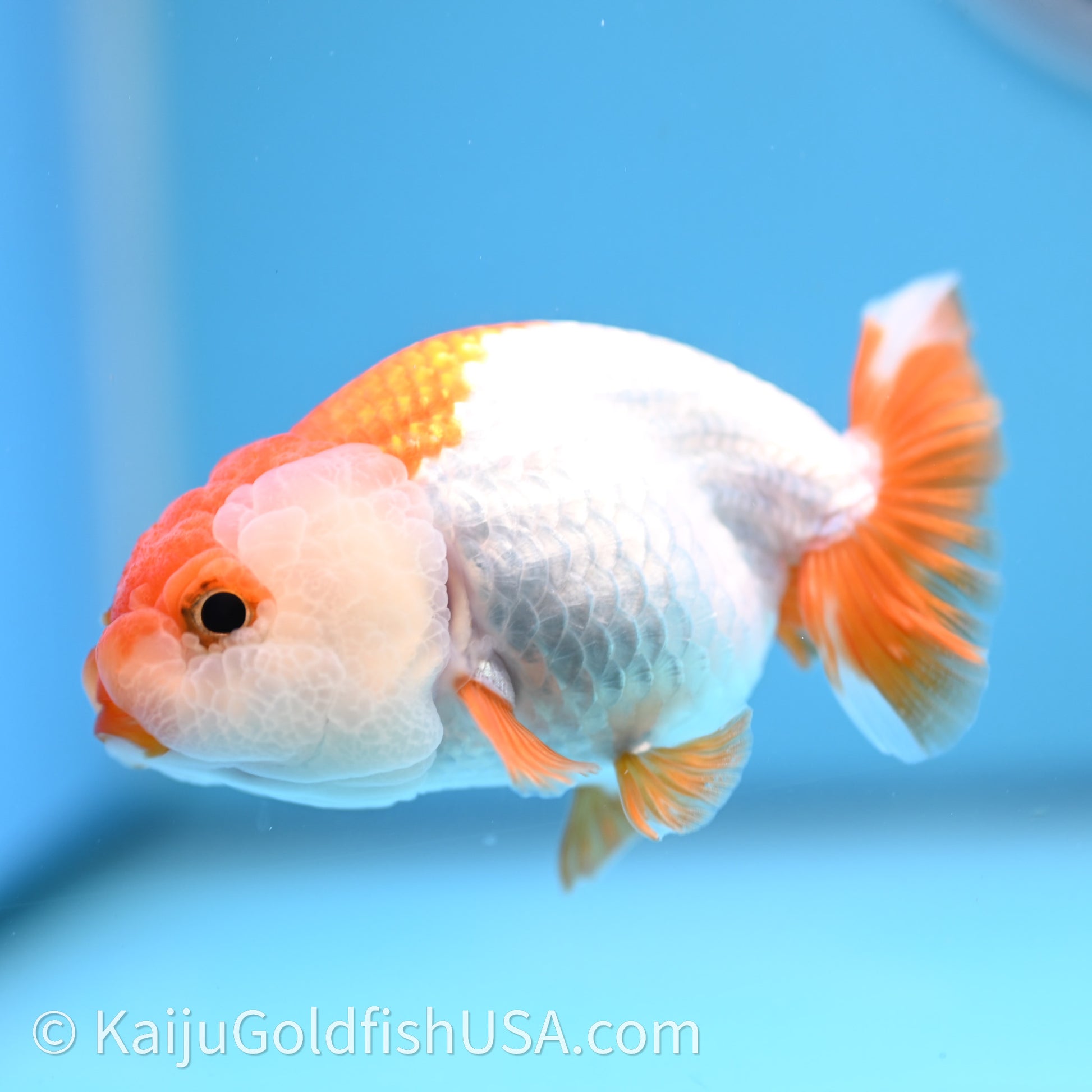 Baby Red White Lionchu 3.2in body (240726_RC03) - Kaiju Goldfish USA