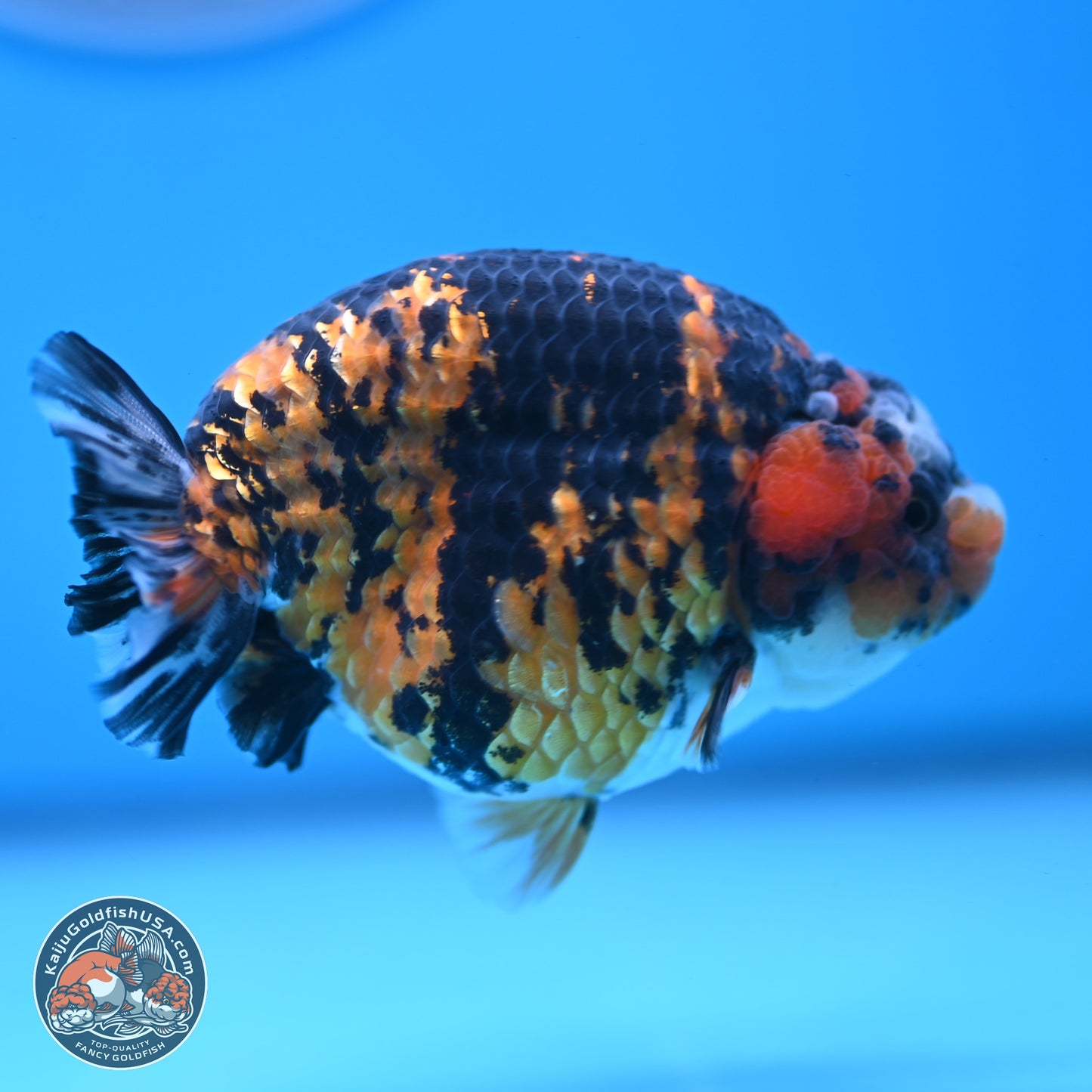 Tiger Ranchu 3.75 inches Body - Female (250103_RC03) - Kaiju Goldfish USA