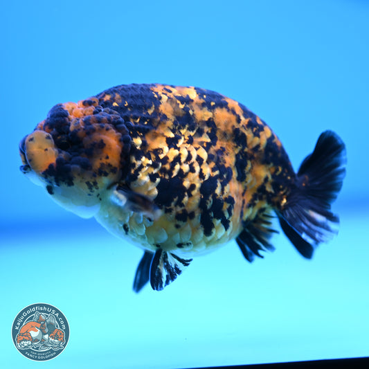 Yellow Tiger Ranchu 4.5 inches (241101_RC03) - Kaiju Goldfish USA