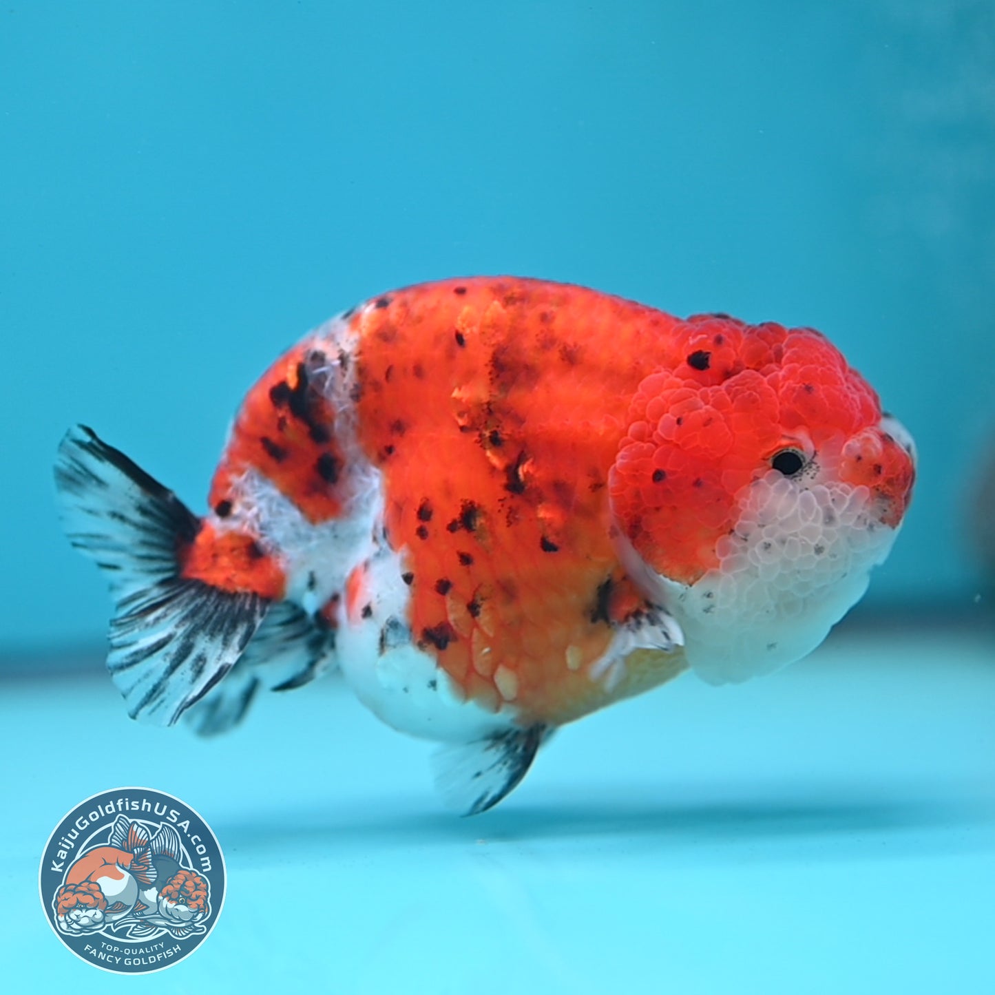 Tricolor Sakura Ranchu 4 inch Body (250613_RC03)