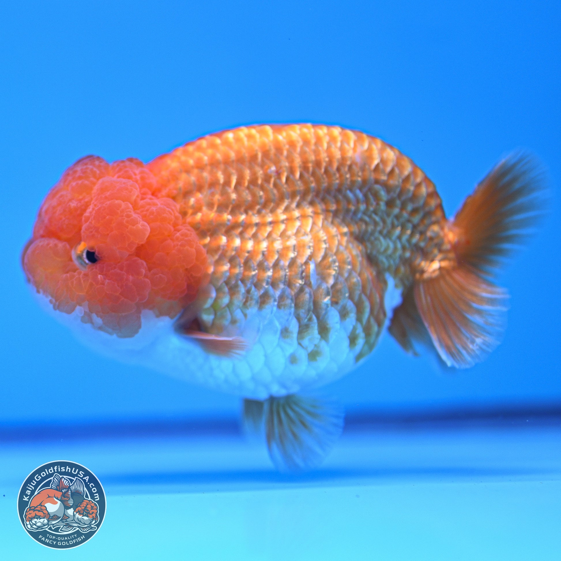 Red White Lionchu 4-4.5 inches (240906_RC03) - Kaiju Goldfish USA