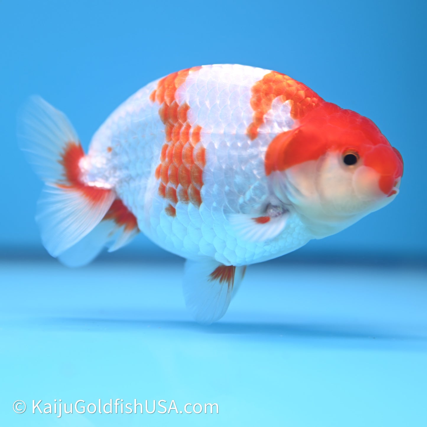 Red White Buffalo Ranchu 4in Body (240621_RC03) - Kaiju Goldfish USA