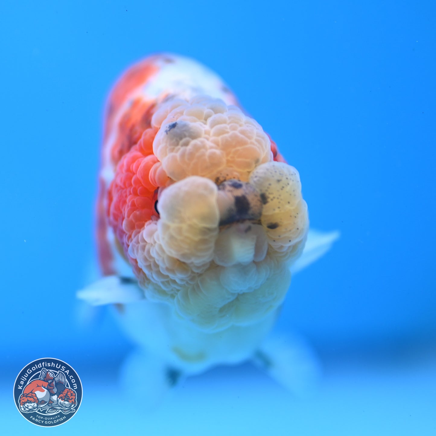 Tricolor Sakura Ranchu 4 inches Body - Female (250228_RC03)