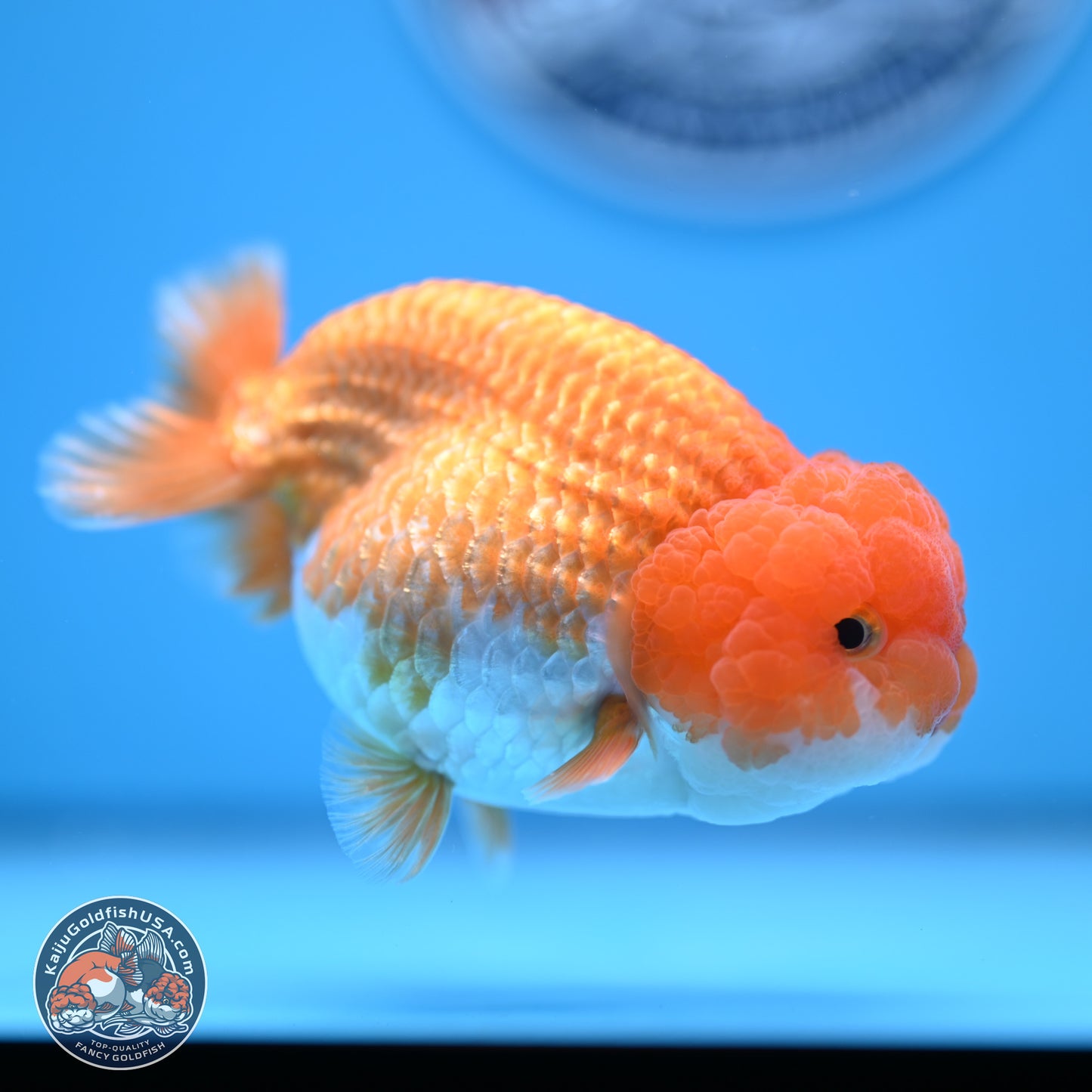 Red White Lionchu 4-4.5 inches (240906_RC03) - Kaiju Goldfish USA