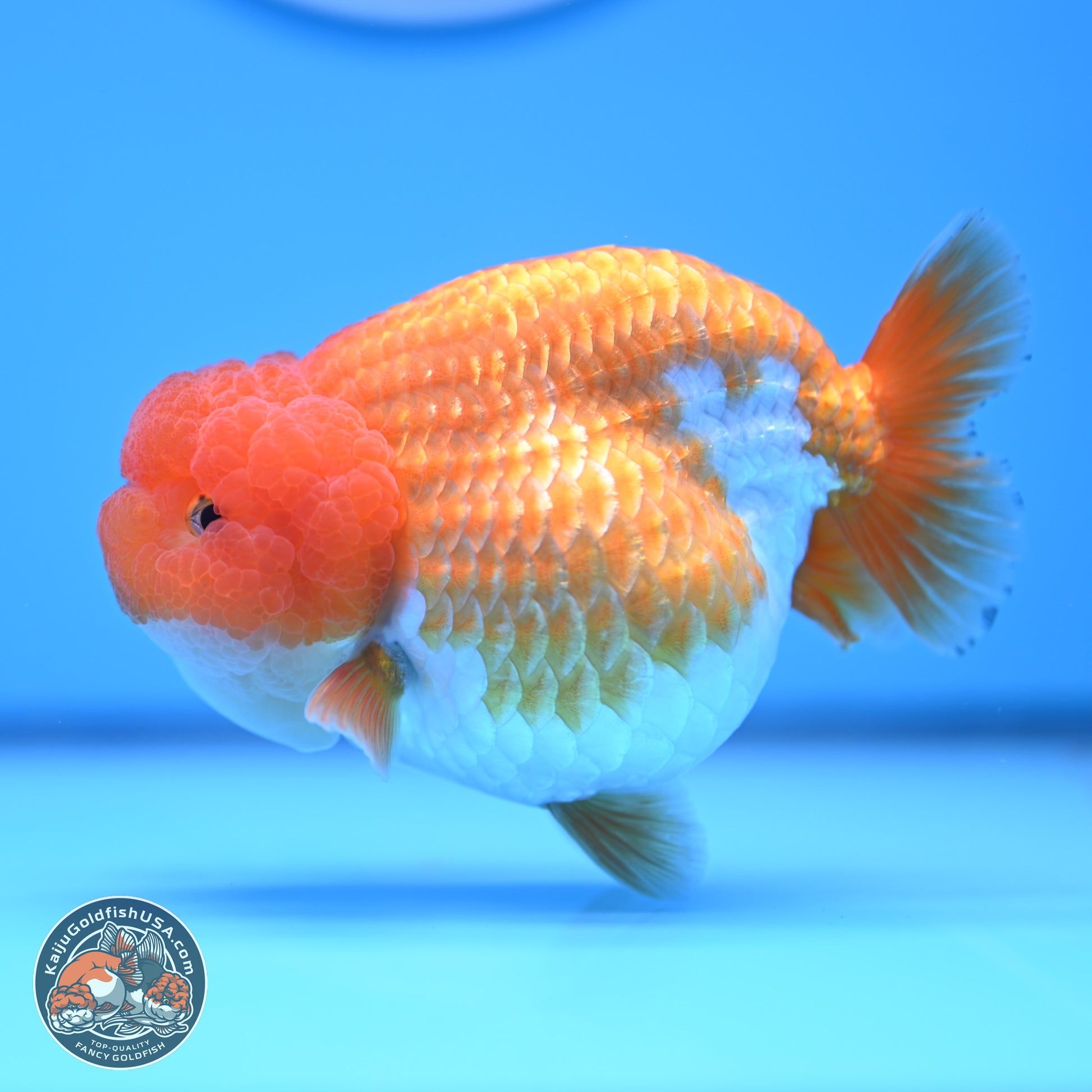 Red White Lionchu 4in Body (240823_RC03) - Kaiju Goldfish USA