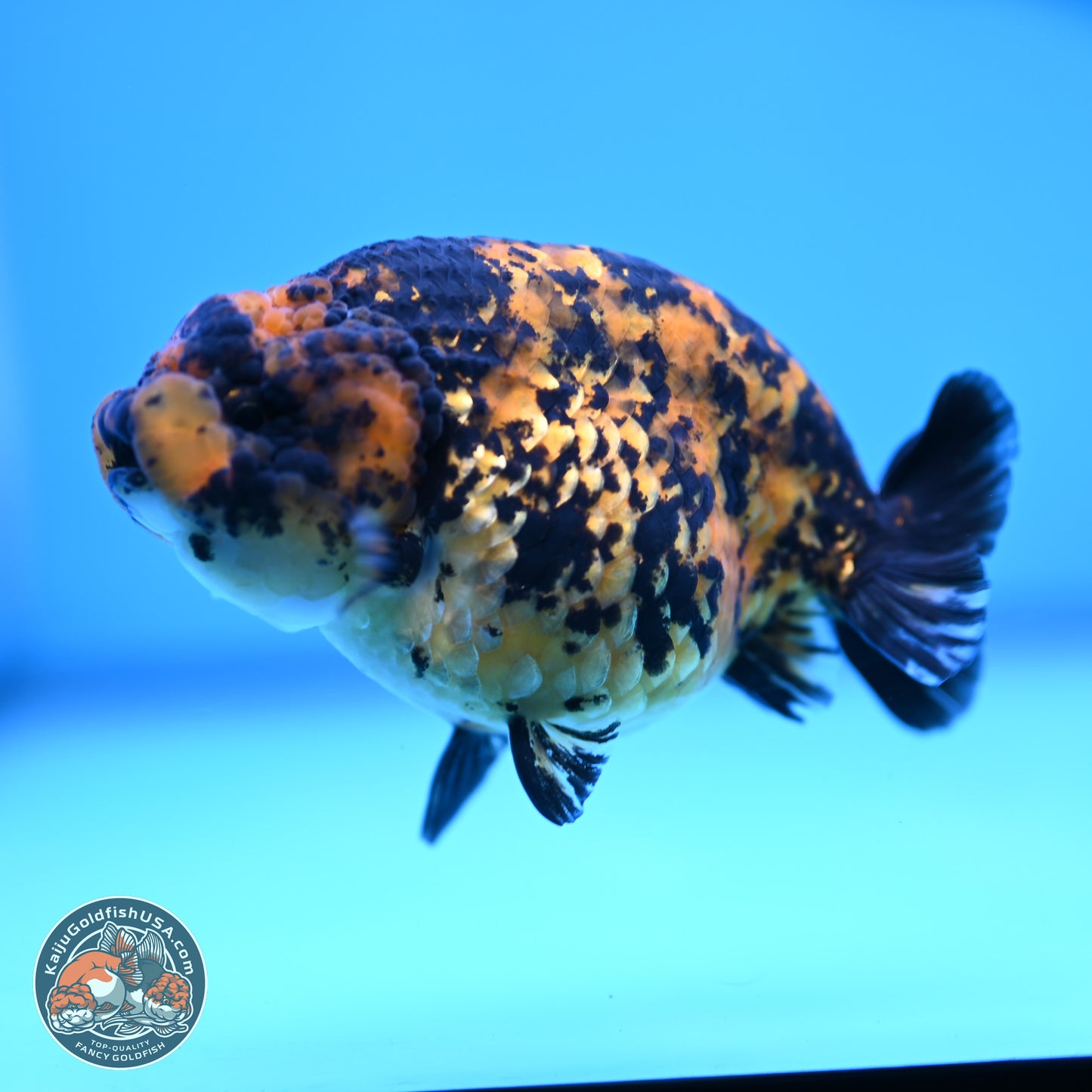 Yellow Tiger Ranchu 4.5 inches (241101_RC03) - Kaiju Goldfish USA