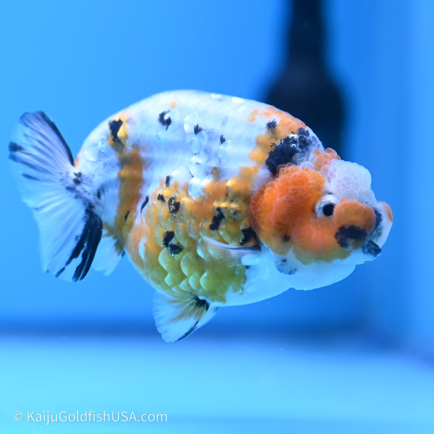 Calico Ranchu 3.5 in Body (240719_RC03) - Kaiju Goldfish USA