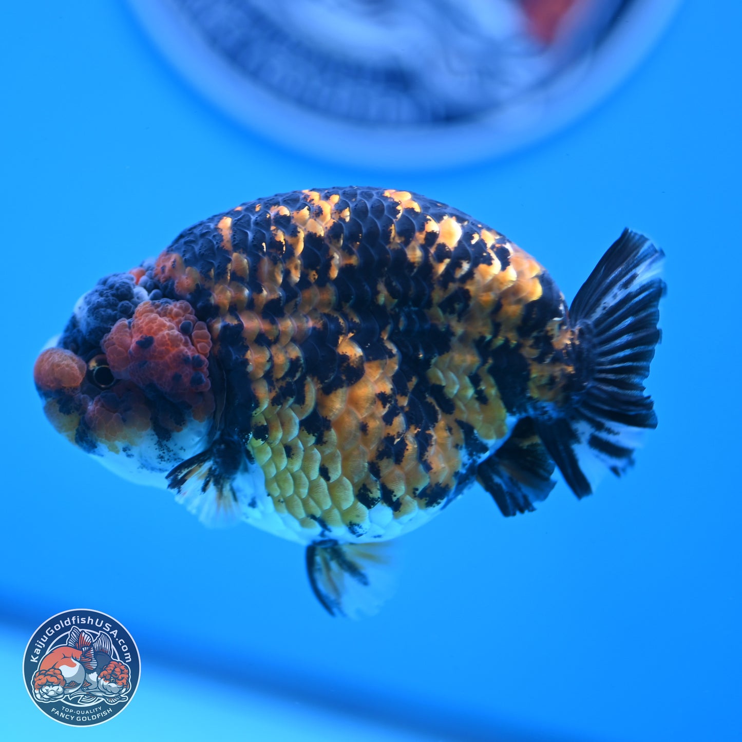 Tiger Ranchu 3.75 inches Body - Female (250103_RC03) - Kaiju Goldfish USA