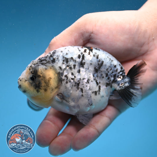 White Tiger Ranchu 3.75 inch Body (250926_RC03)
