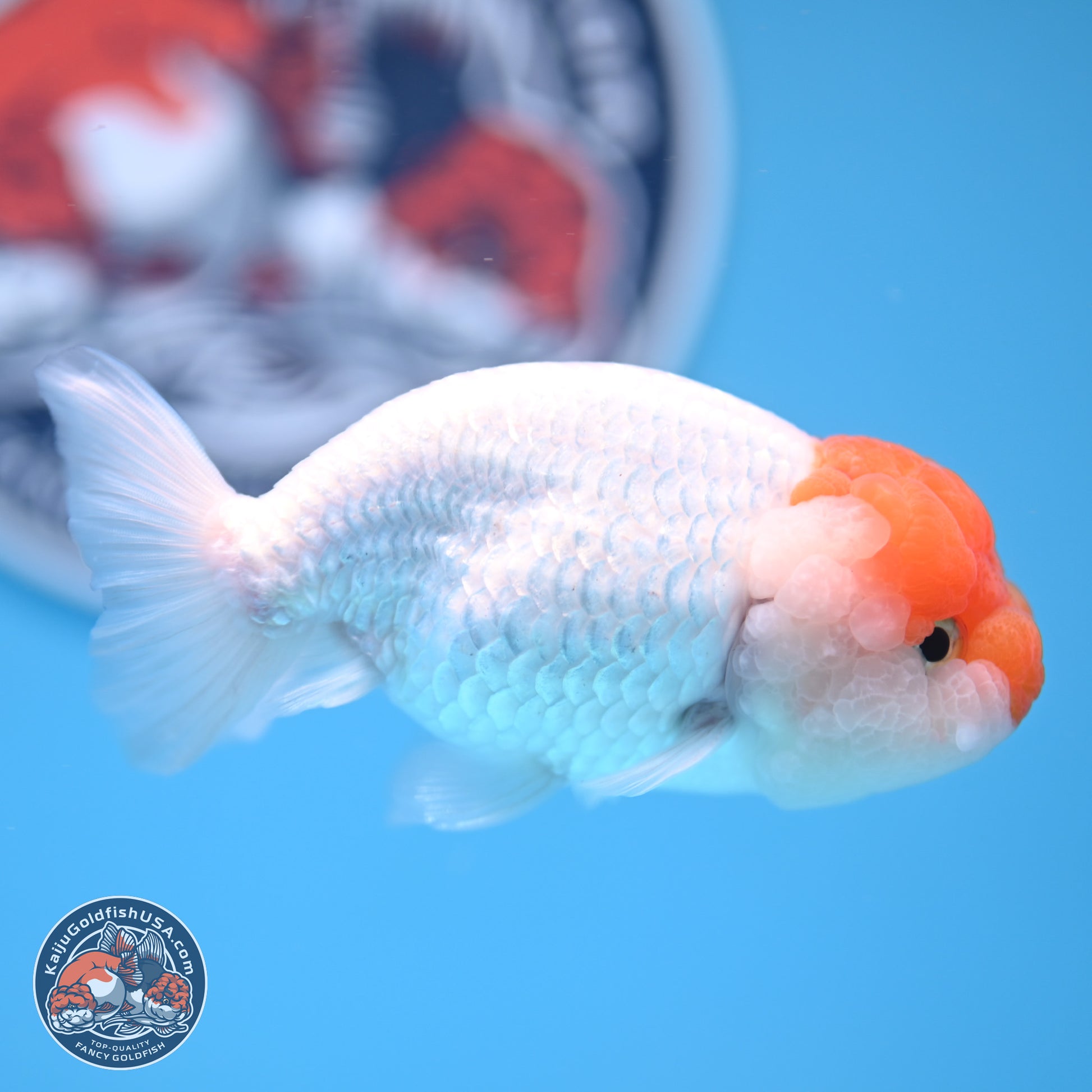 Red White Lionchu 3.75in body (240809_RC03) - Kaiju Goldfish USA