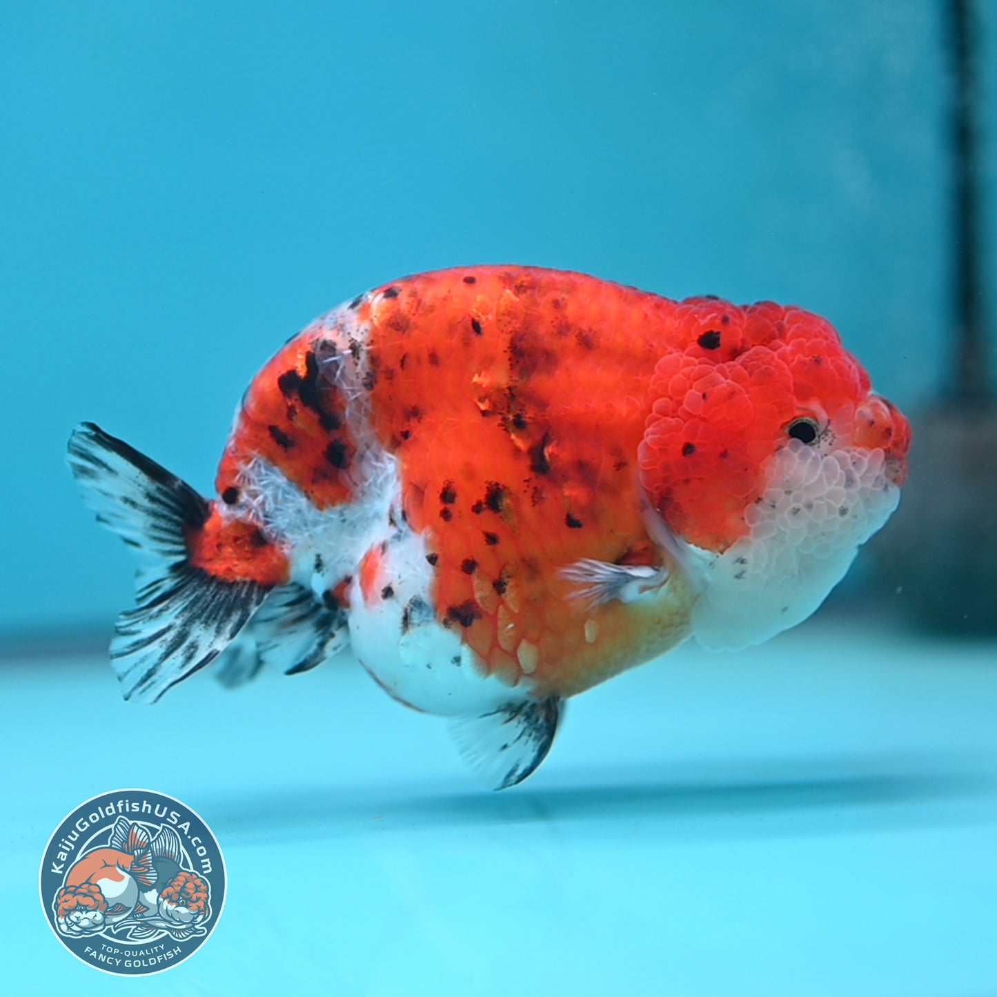 Tricolor Sakura Ranchu 4 inch Body (250613_RC03)