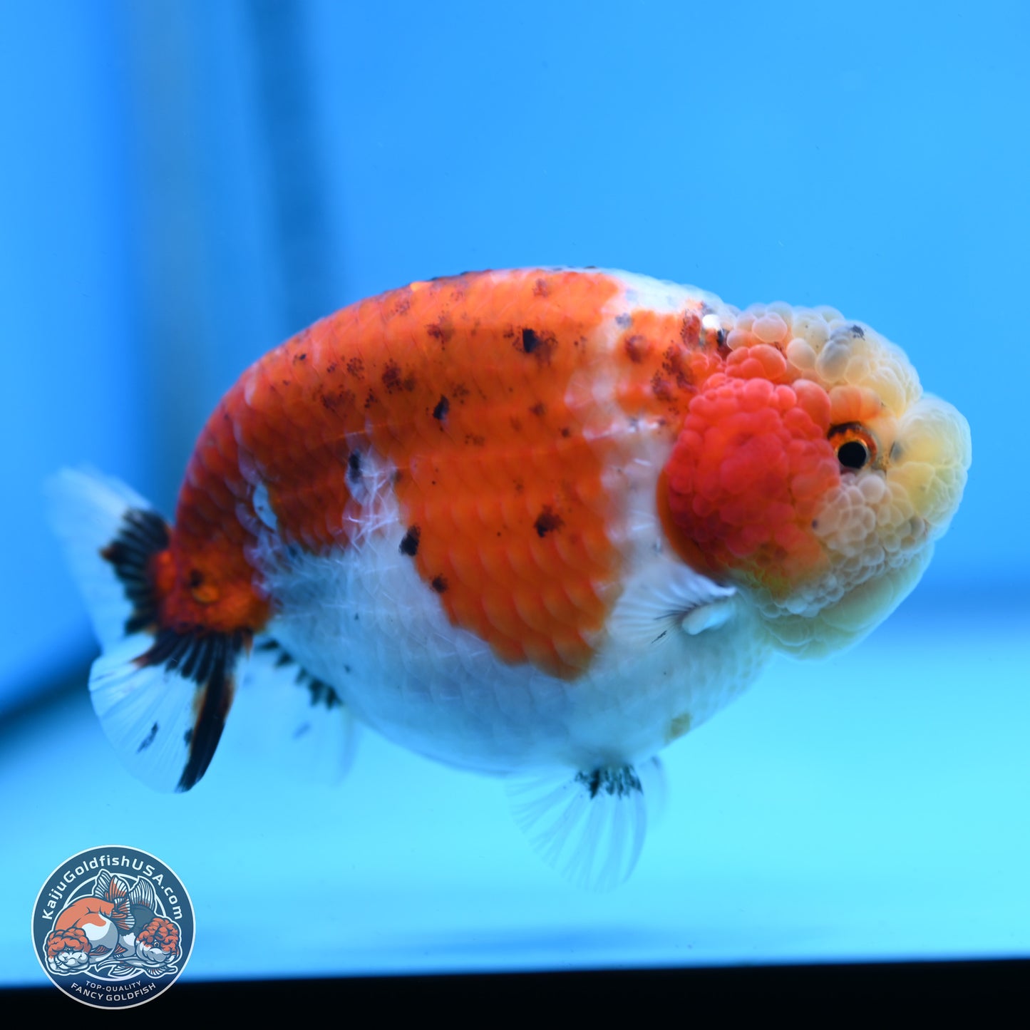 Tricolor Sakura Ranchu 4 inches Body - Female (250228_RC03)