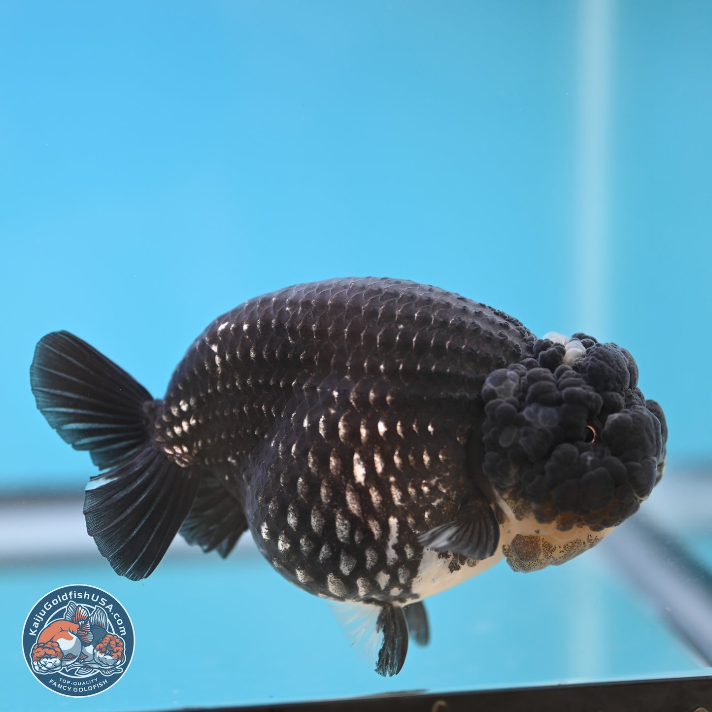 Black Platinum Ranchu 4.75 inches Body - Female (250131_RC03)