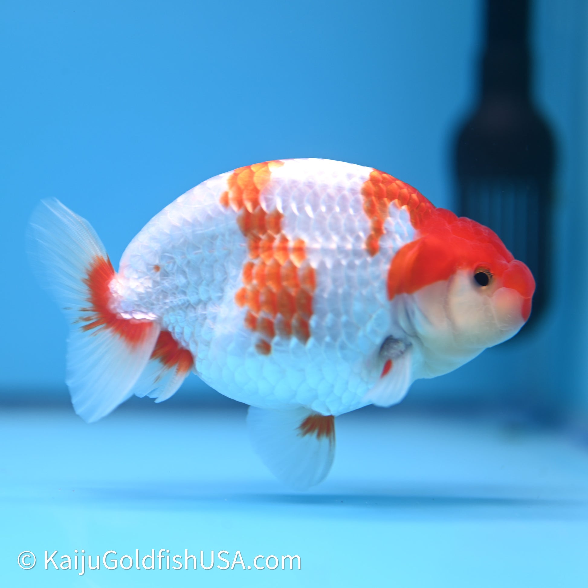 Red White Buffalo Ranchu 4in Body (240621_RC03) - Kaiju Goldfish USA