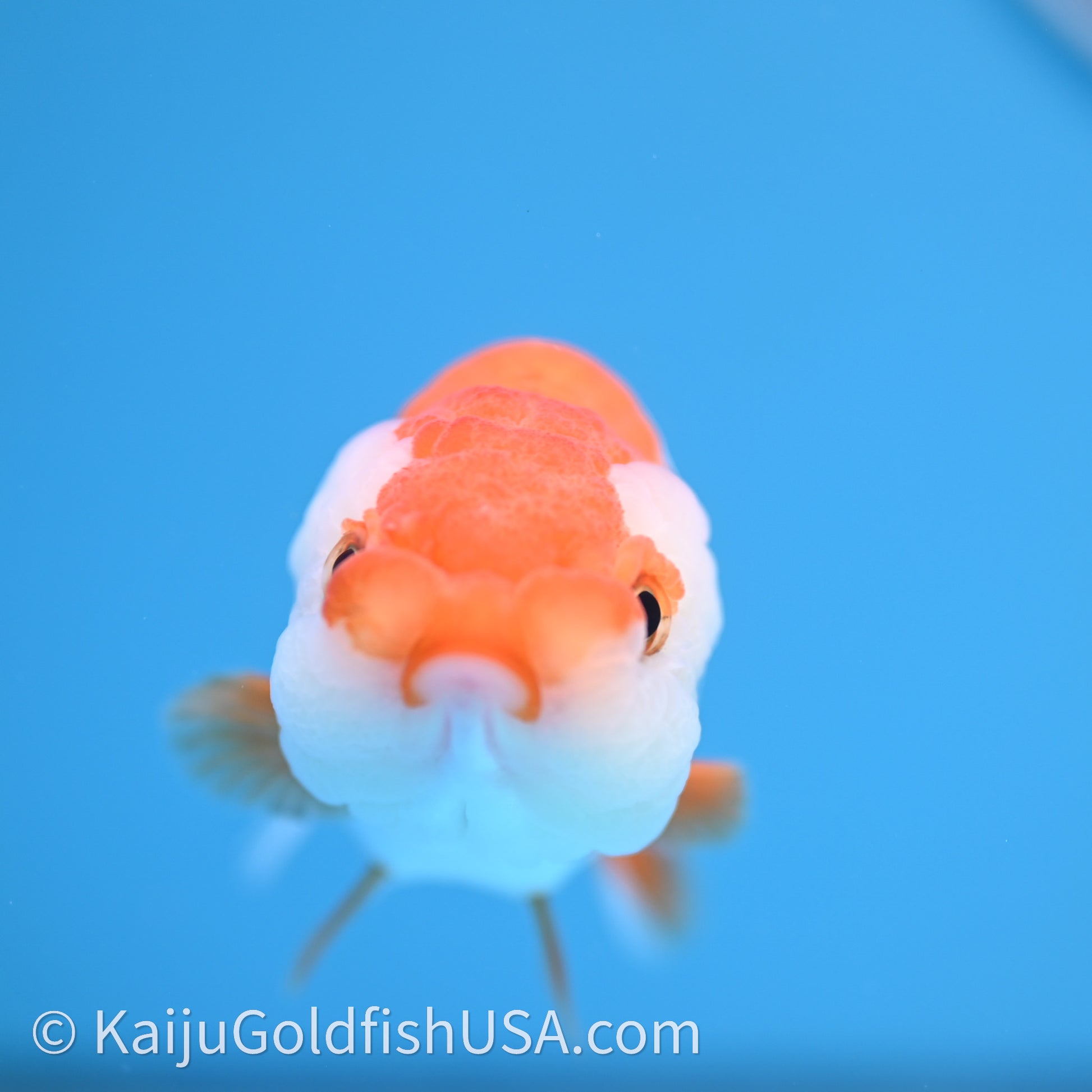 Baby Red White Lionchu 3.2in body (240726_RC03) - Kaiju Goldfish USA