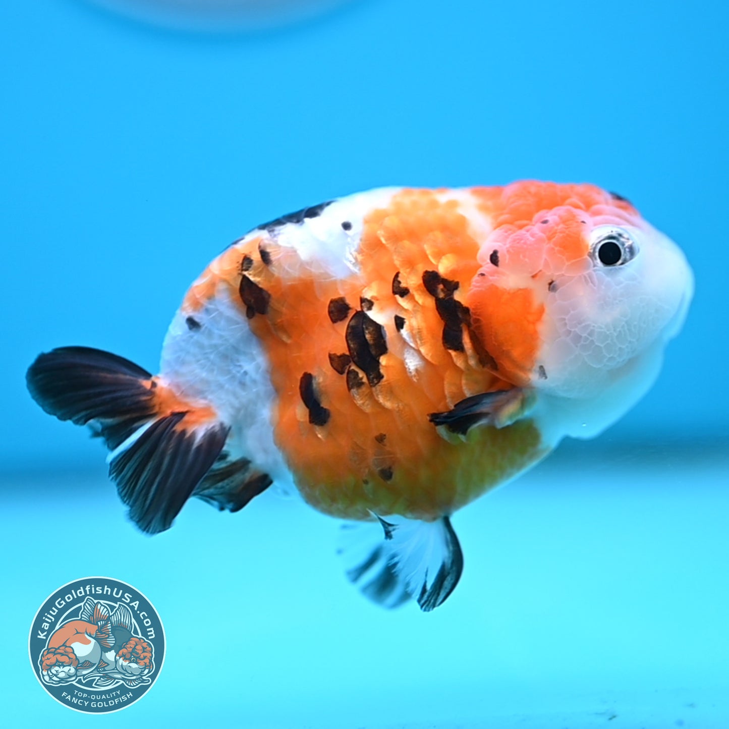 Cow Ranchu 4 inches Body - Female (250418_RC03)