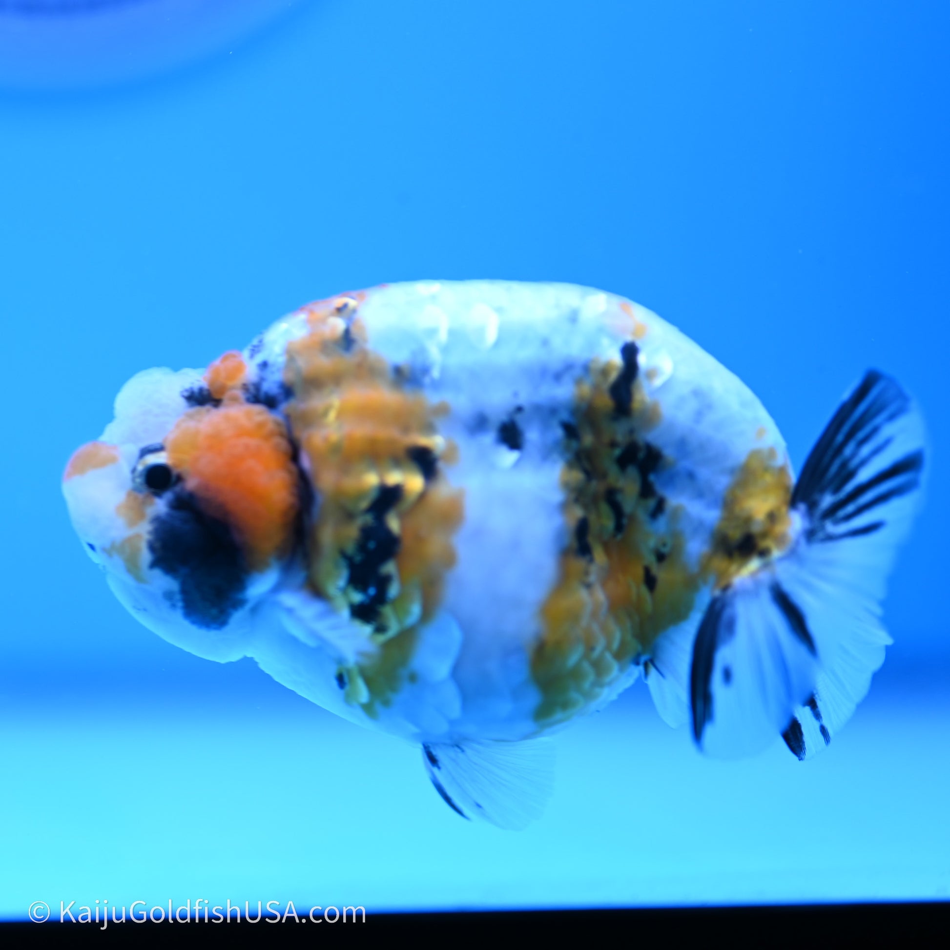 Calico Ranchu 3.5 in Body (240719_RC03) - Kaiju Goldfish USA