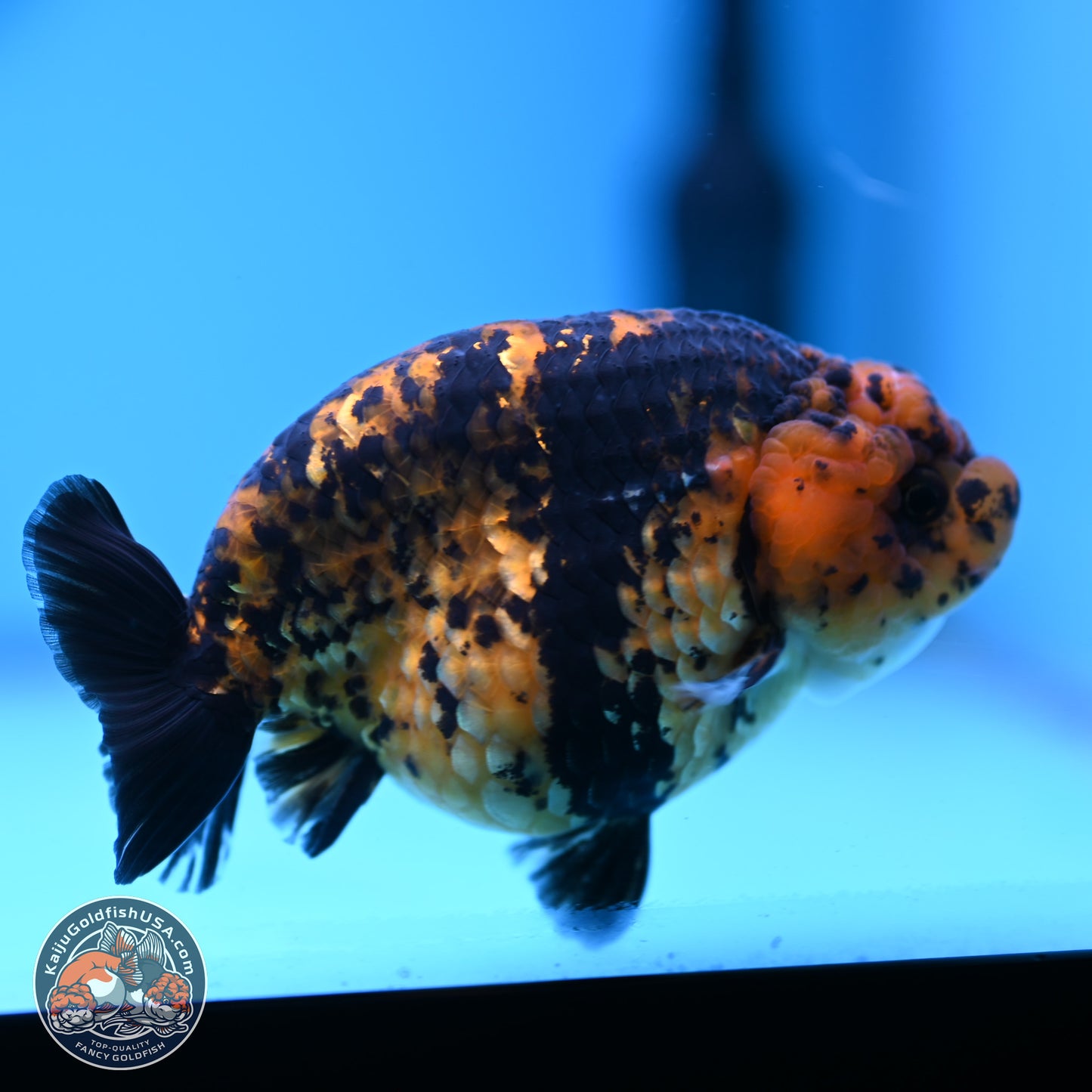 Yellow Tiger Ranchu 4.5 inches (241101_RC03) - Kaiju Goldfish USA