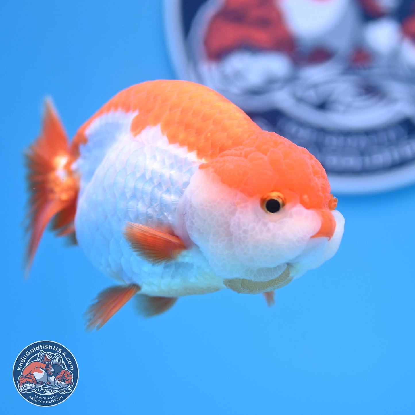 Shogun Red White Ranchu 4.5in Body (240802_RC03) - Kaiju Goldfish USA