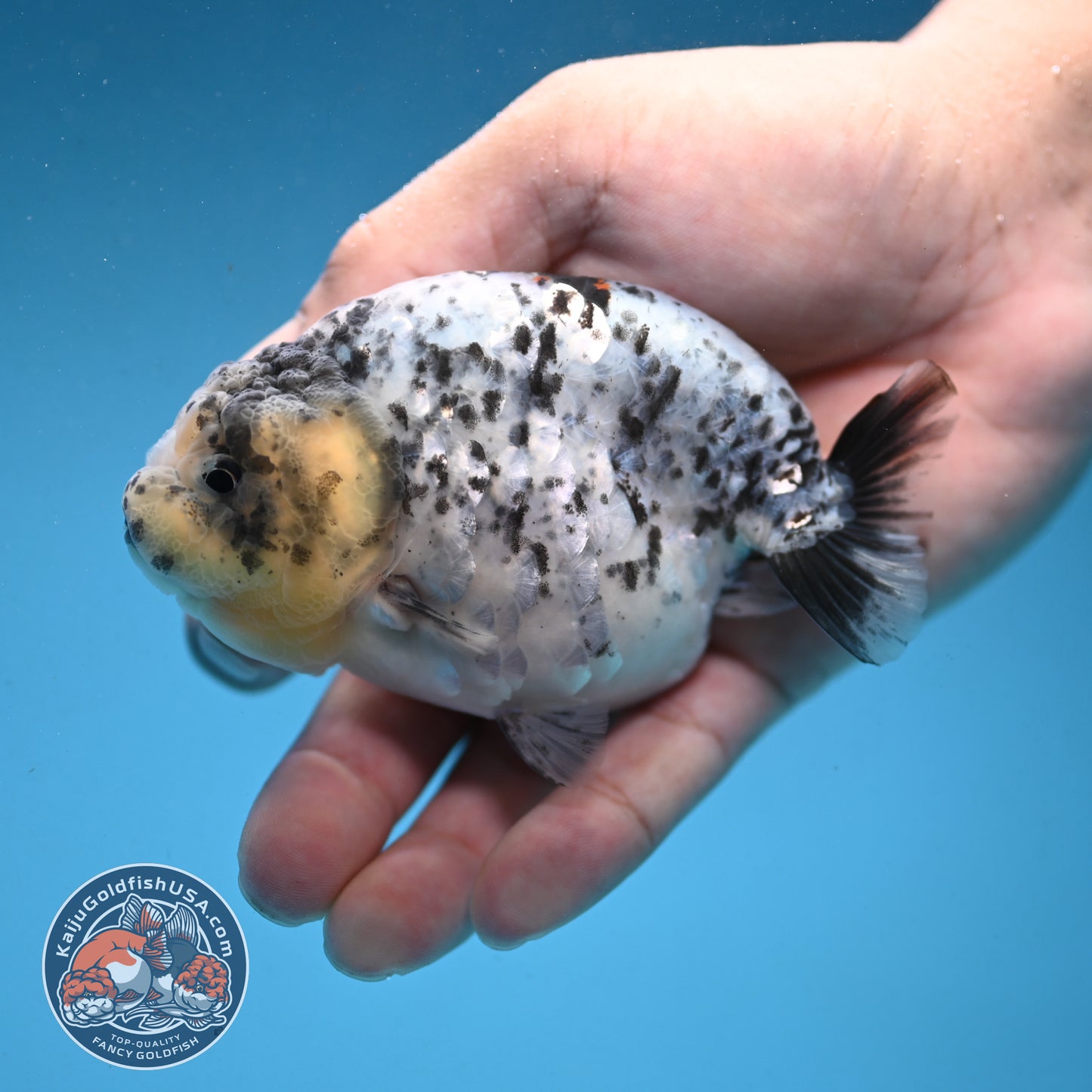 White Tiger Ranchu 3.75 inch Body (250926_RC03)