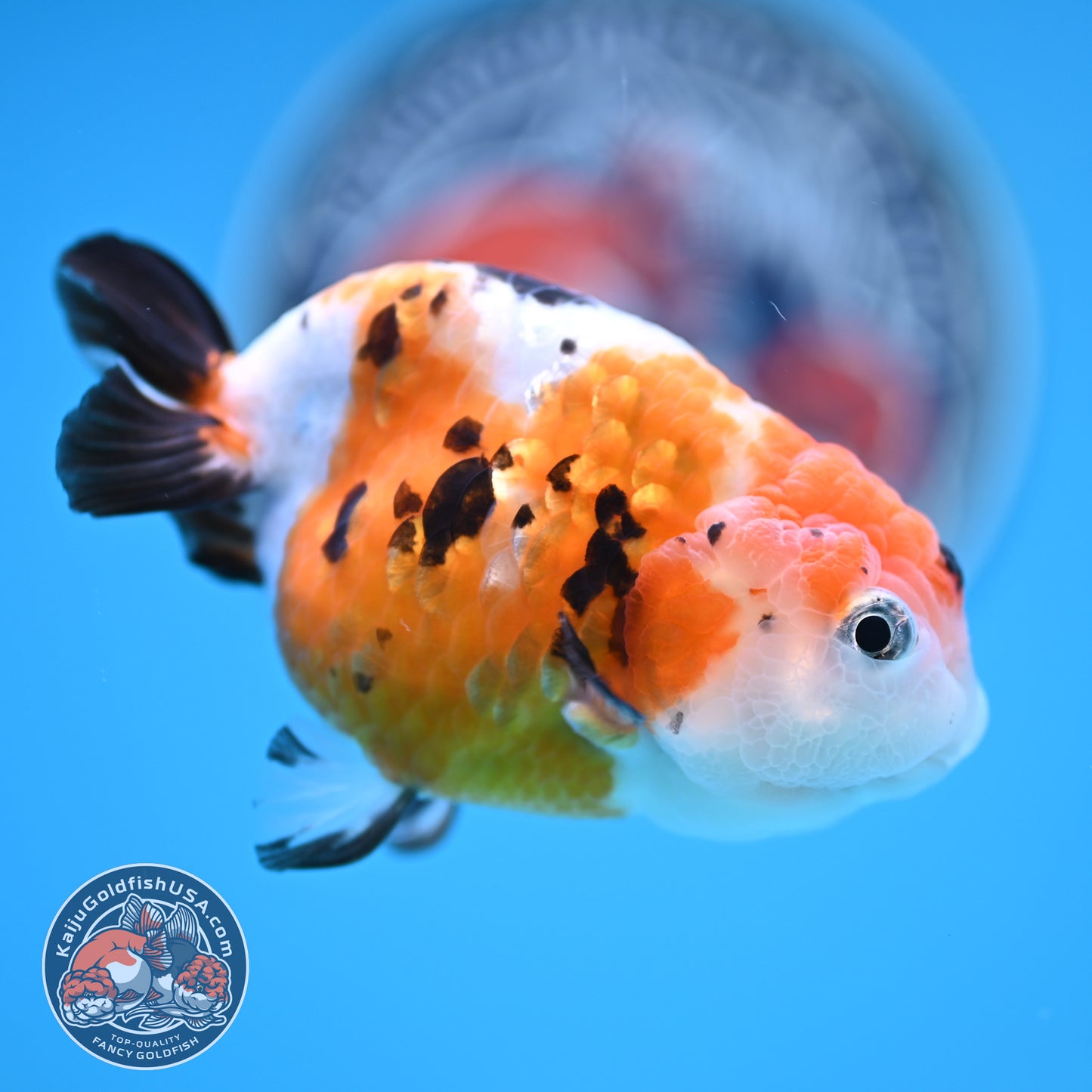 Cow Ranchu 4 inches Body - Female (250418_RC03)
