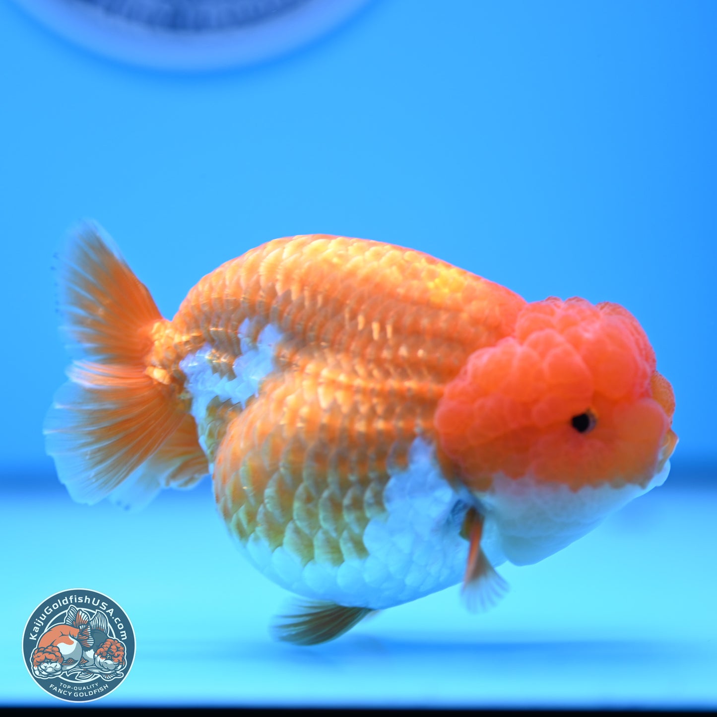 Red White Lionchu 4in Body (240823_RC03) - Kaiju Goldfish USA