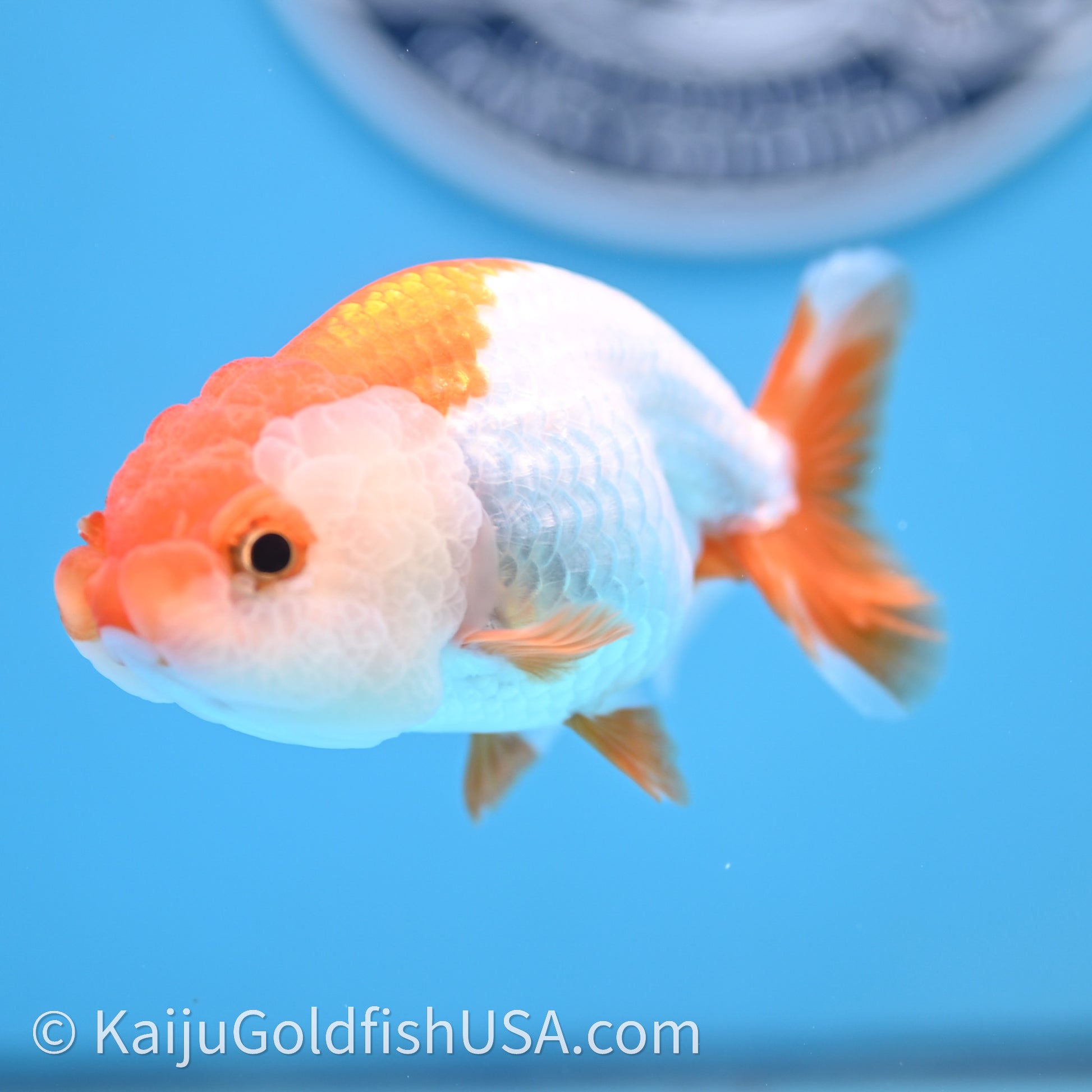 Baby Red White Lionchu 3.2in body (240726_RC03) - Kaiju Goldfish USA