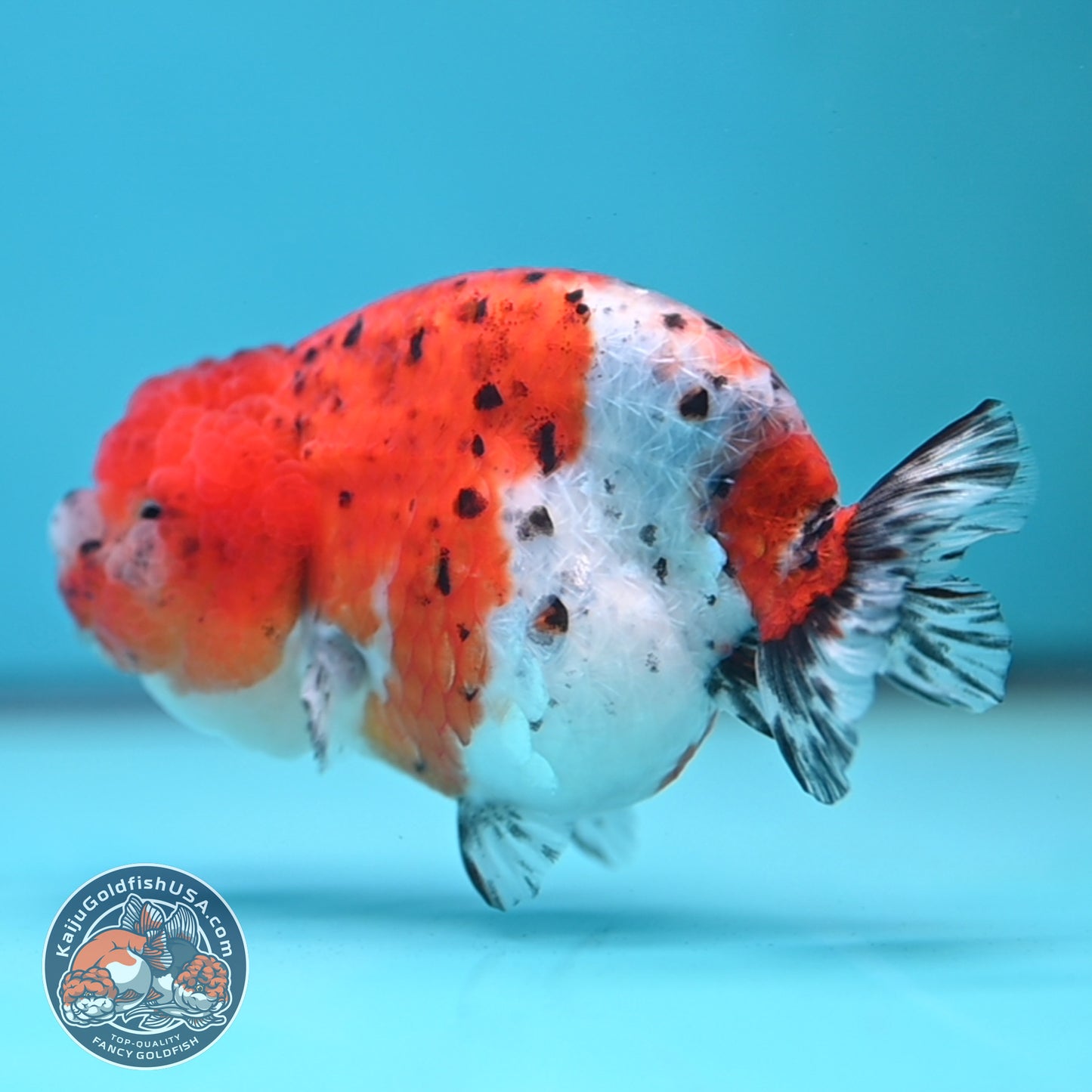 Tricolor Sakura Ranchu 4 inch Body (250613_RC03)