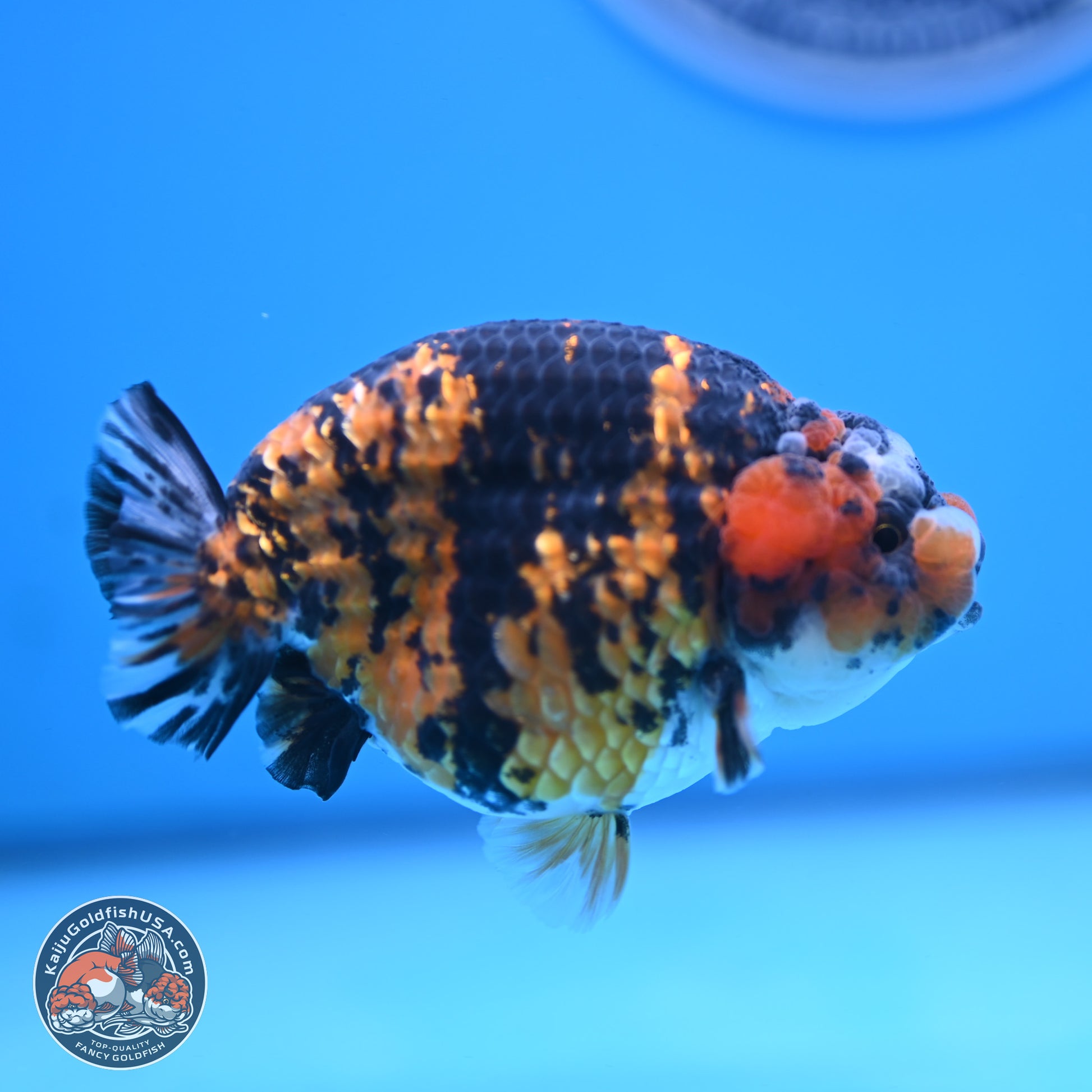 Tiger Ranchu 3.75 inches Body - Female (250103_RC03) - Kaiju Goldfish USA