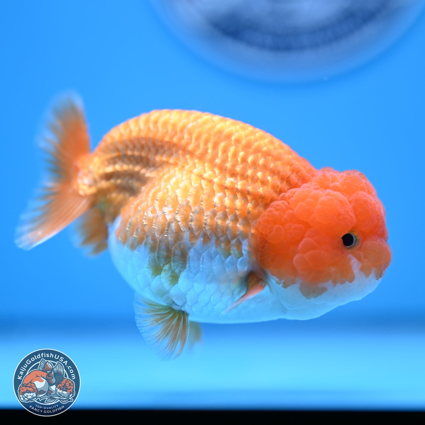 Red White Lionchu 4-4.5 inches (240906_RC03) - Kaiju Goldfish USA