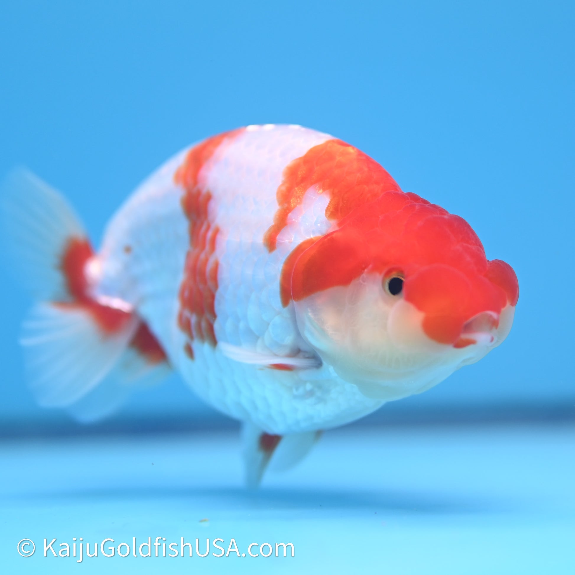 Red White Buffalo Ranchu 4in Body (240621_RC03) - Kaiju Goldfish USA