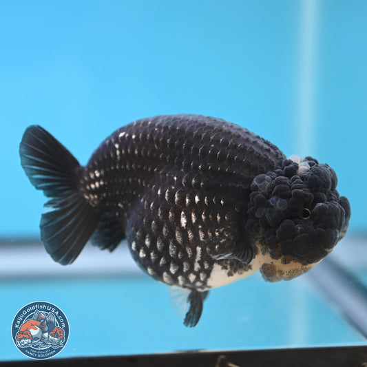 Black Platinum Ranchu 4.75 inches Body - Female (250131_RC03)