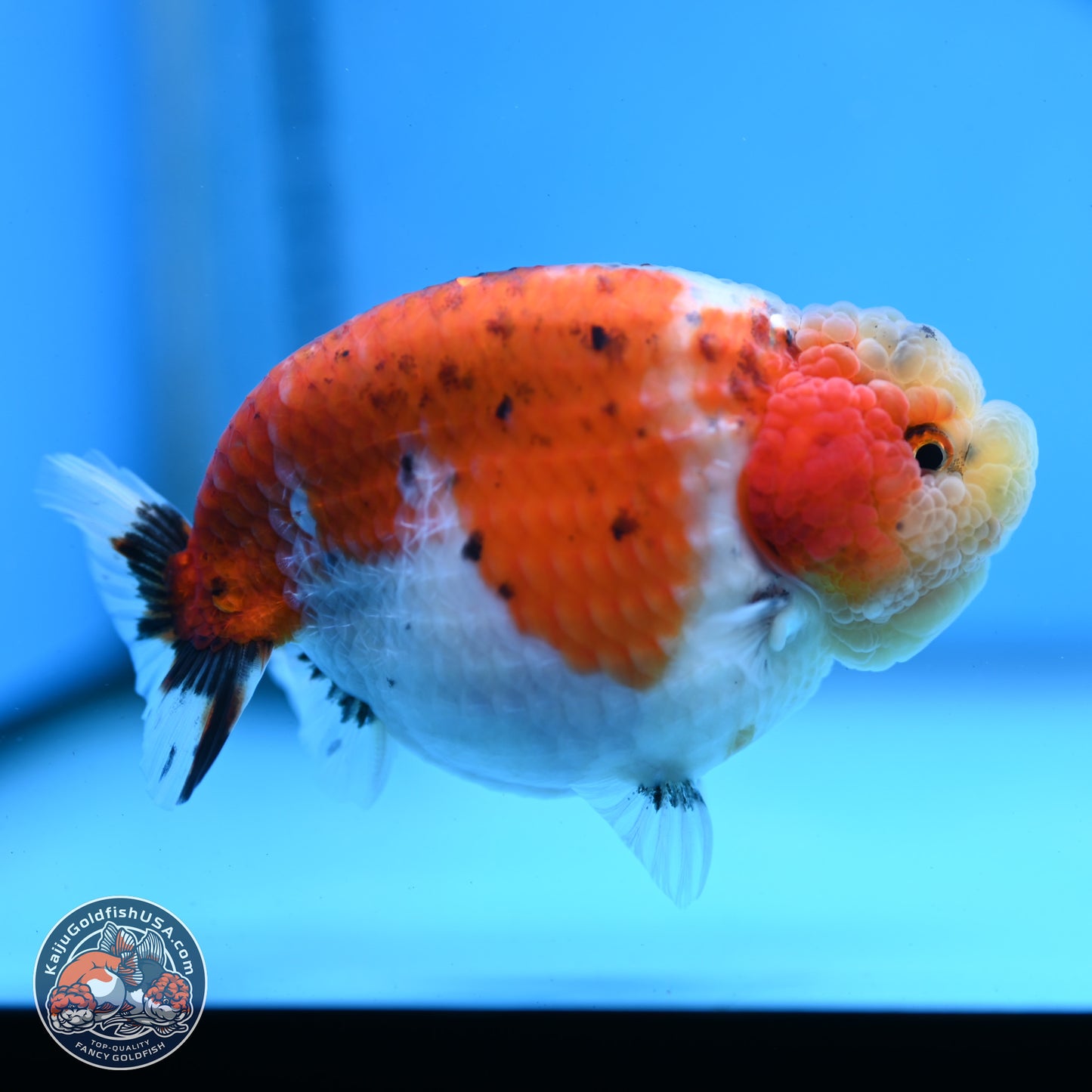 Tricolor Sakura Ranchu 4 inches Body - Female (250228_RC03)