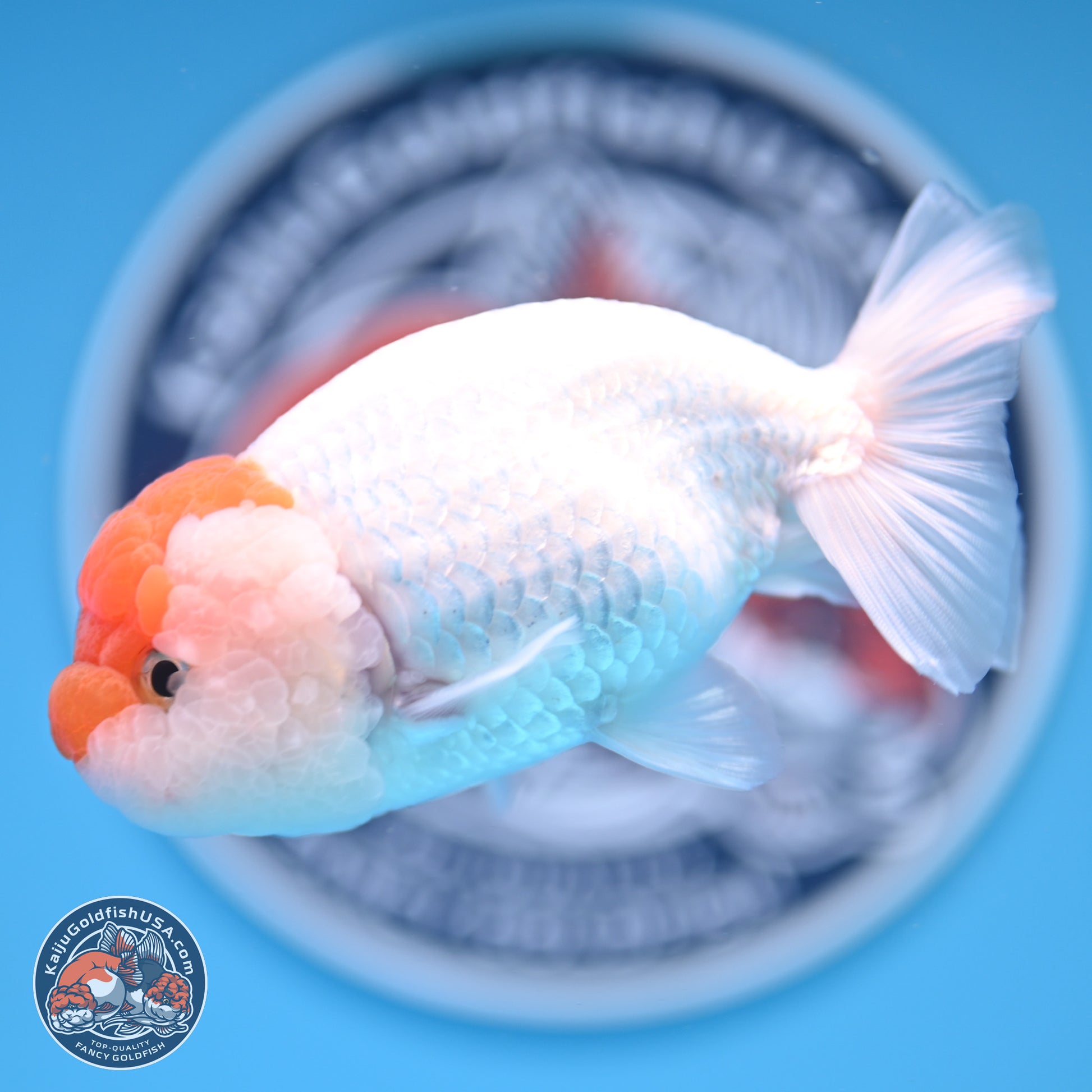 Red White Lionchu 3.75in body (240809_RC03) - Kaiju Goldfish USA