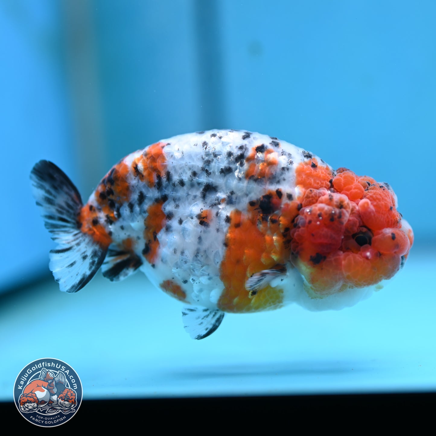 Tricolor Sakura Ranchu 3.75 inches Body - Female (250117_RC03) - Kaiju Goldfish USA