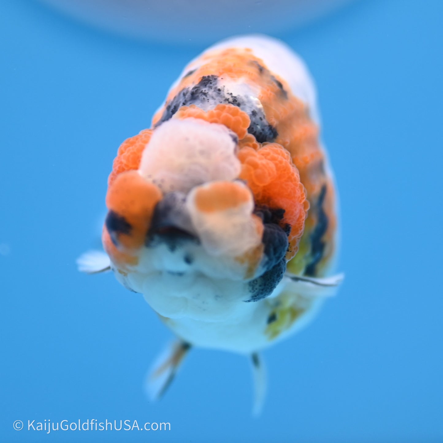 Calico Ranchu 3.5 in Body (240719_RC03) - Kaiju Goldfish USA