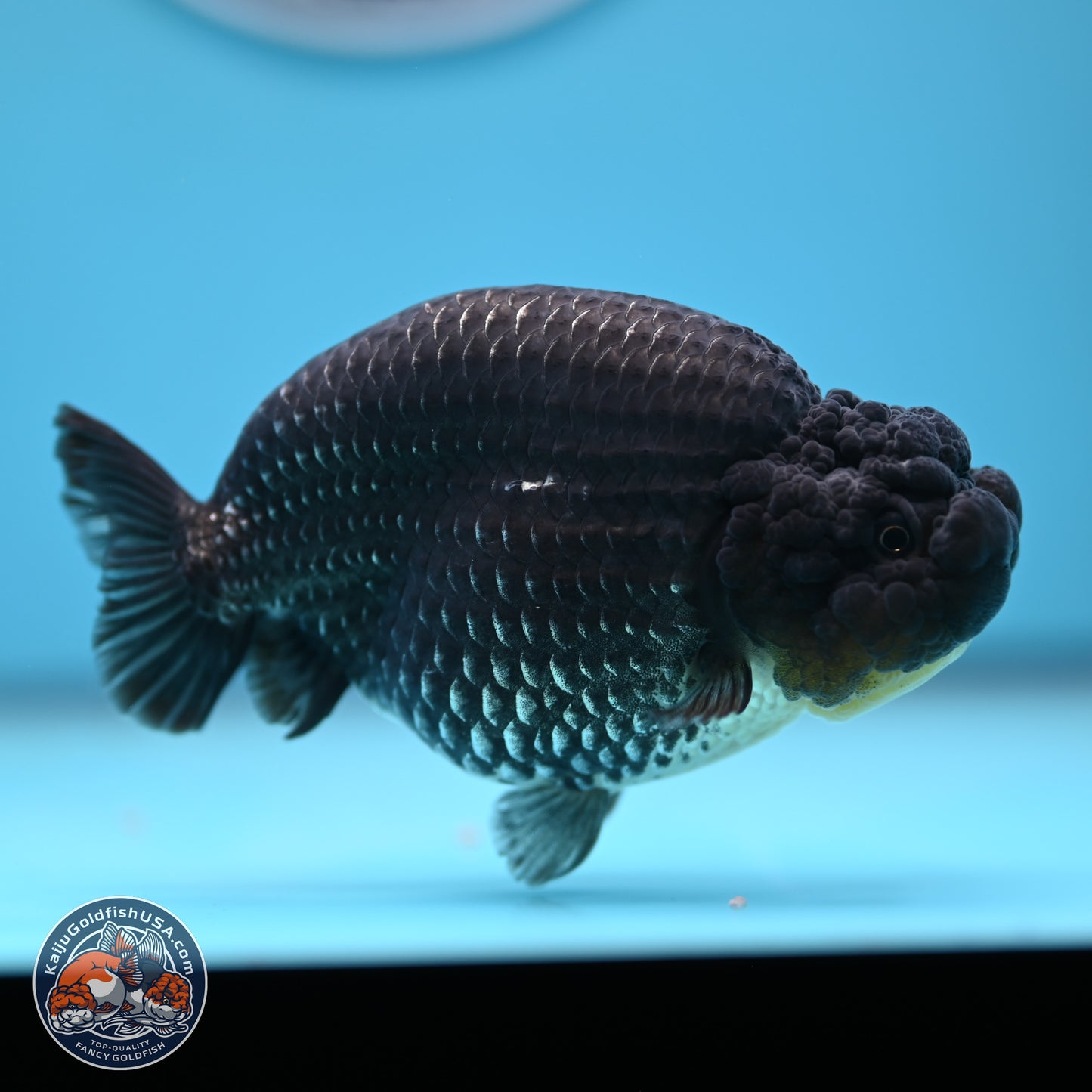 Platinum Ranchu 5 inches (241018_RC03)