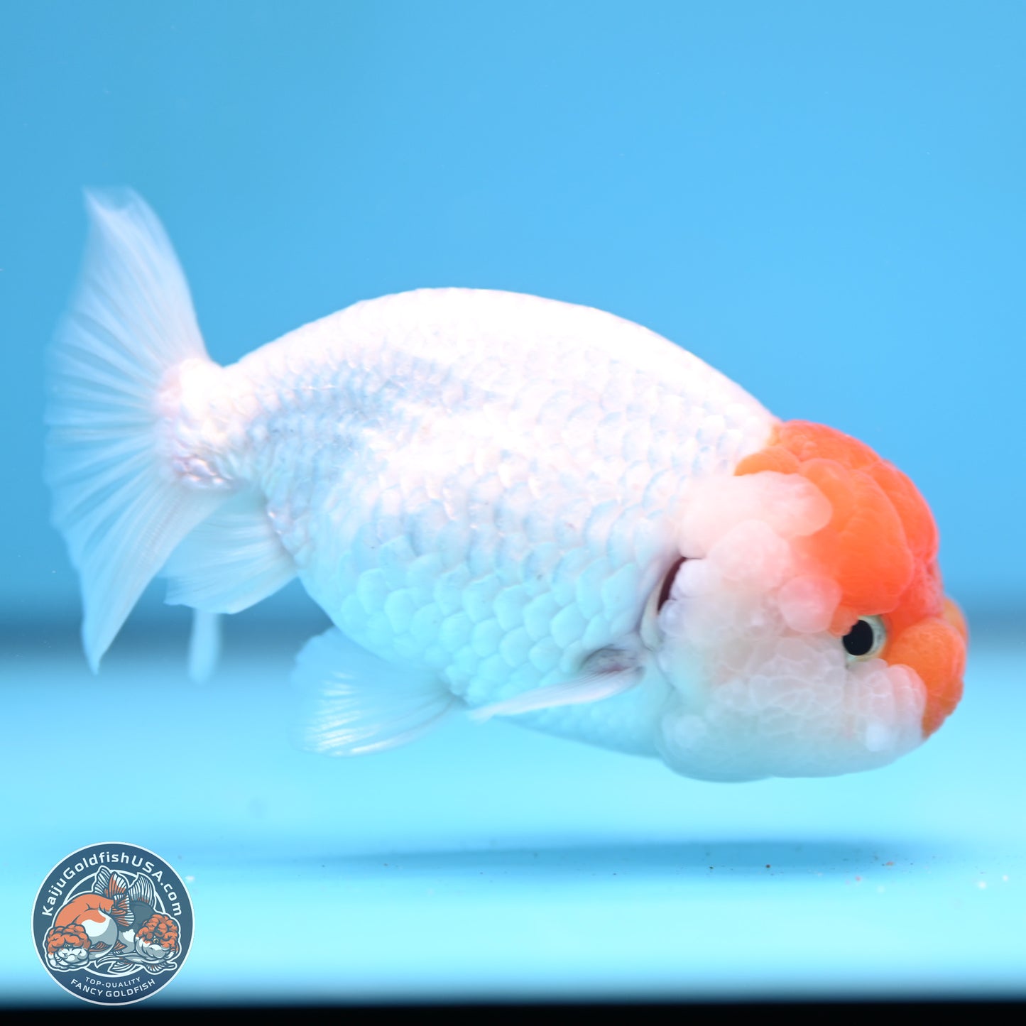 Red White Lionchu 3.75in body (240809_RC03) - Kaiju Goldfish USA